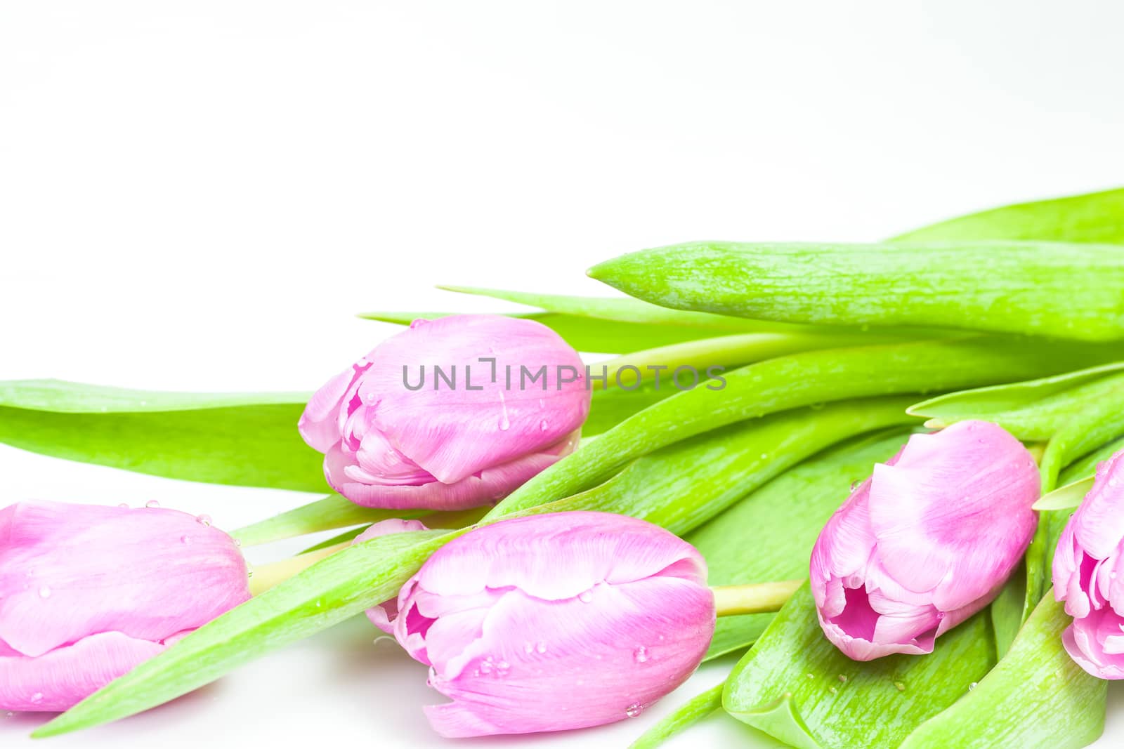 Fresh pink tulips on white background with space for text