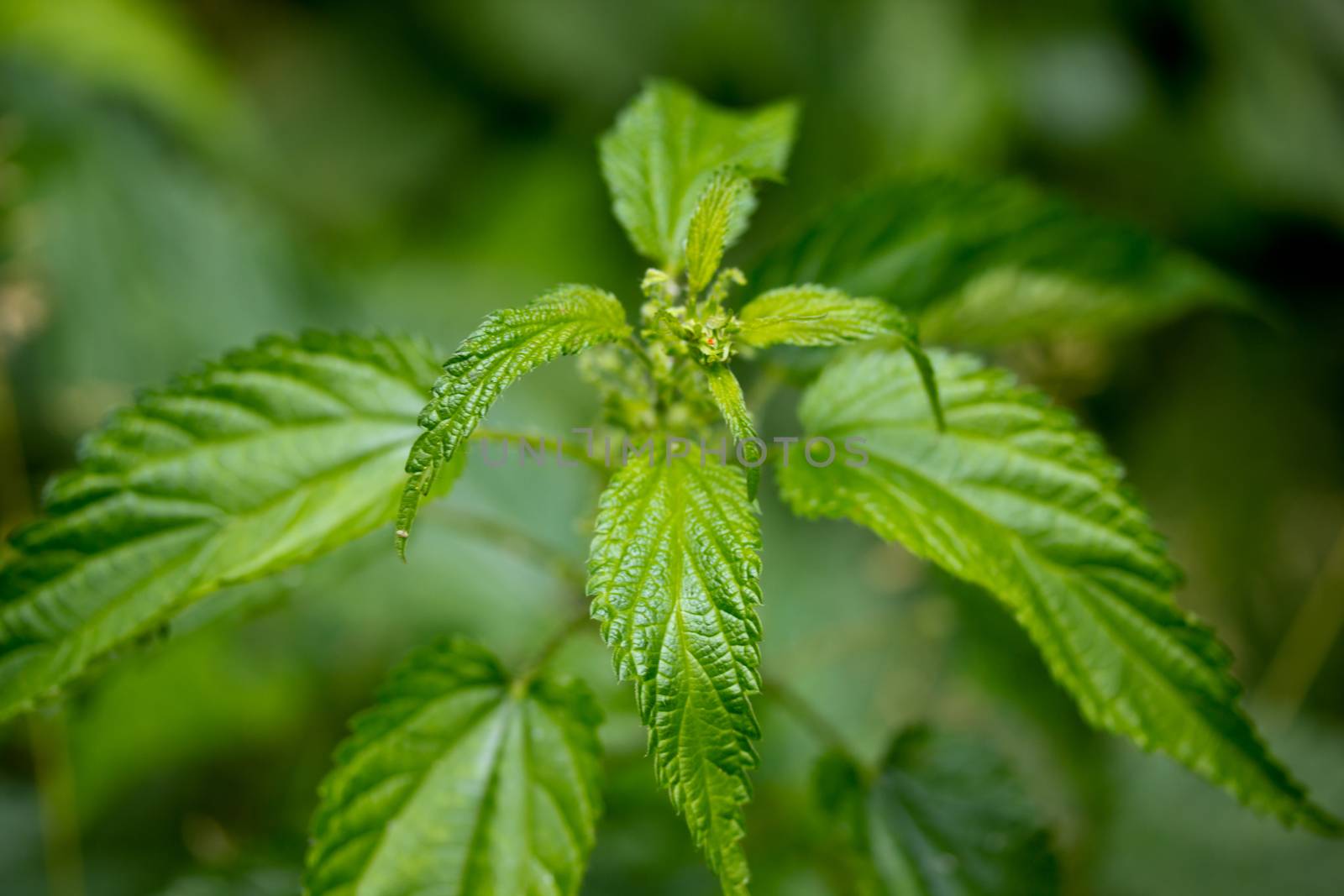 Close-up of stinging nettles by gwolters
