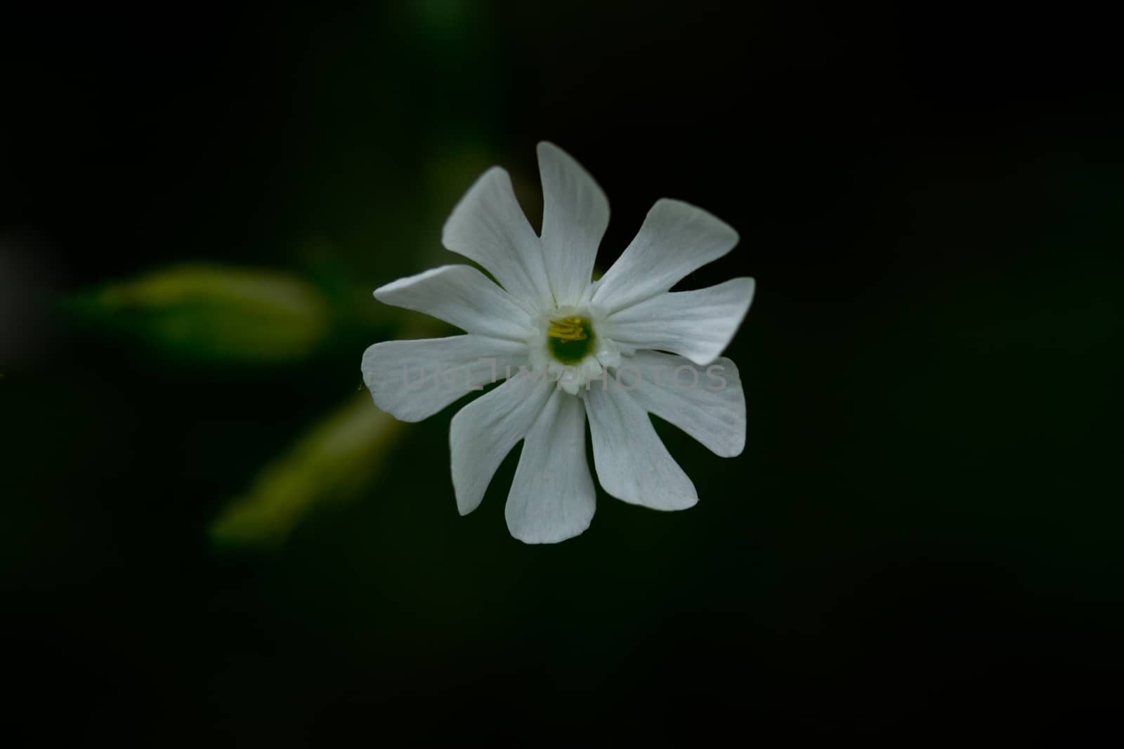 Close-up of white flower by gwolters