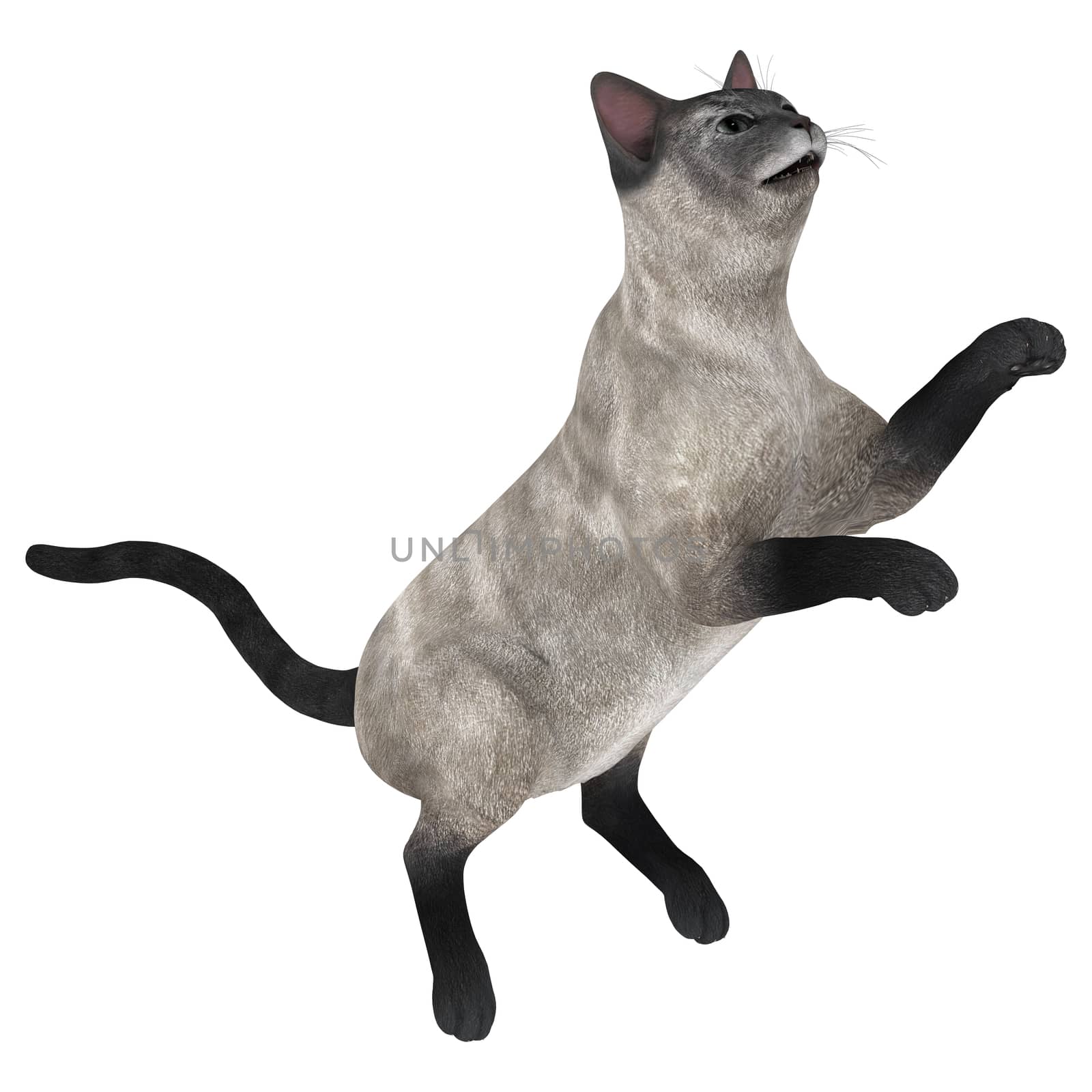 3D digital render of a playing siamese cat isolated on white background