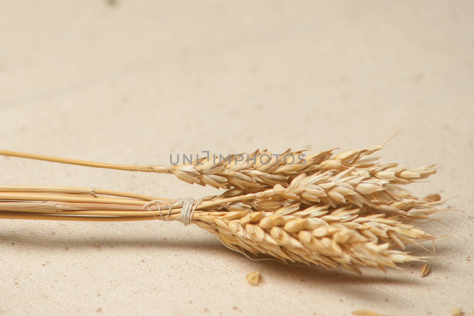 Wheat seed on sackcloth background