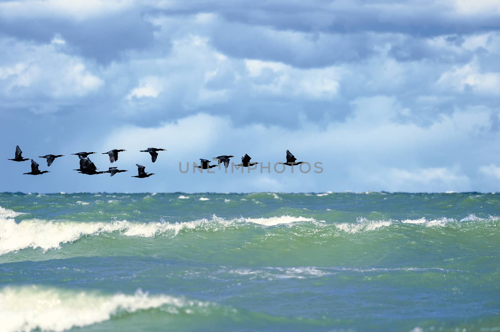 Flying Cormorants over surface of the sea