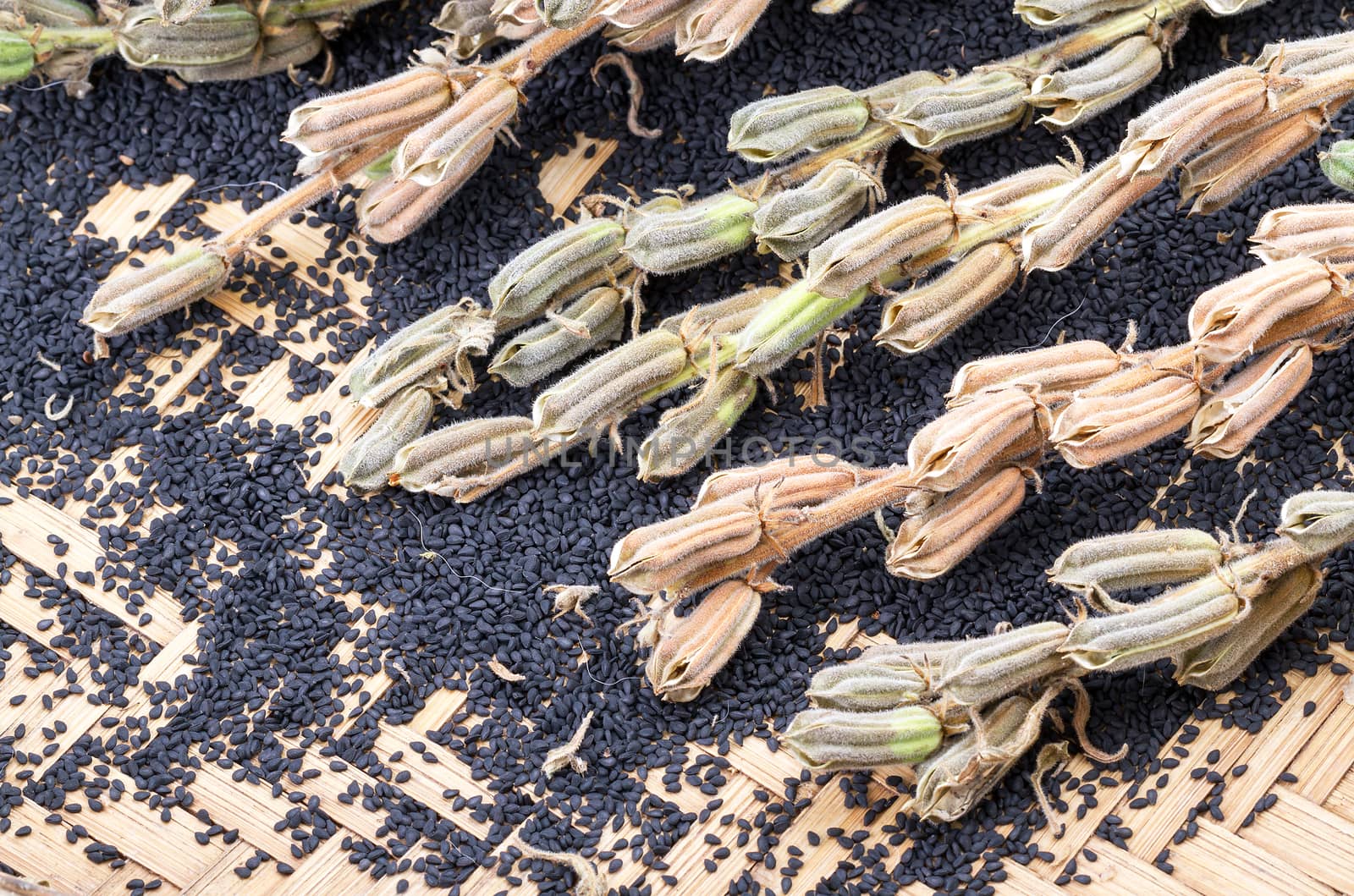 Sesame seed and plant on bamboo basket- closed up