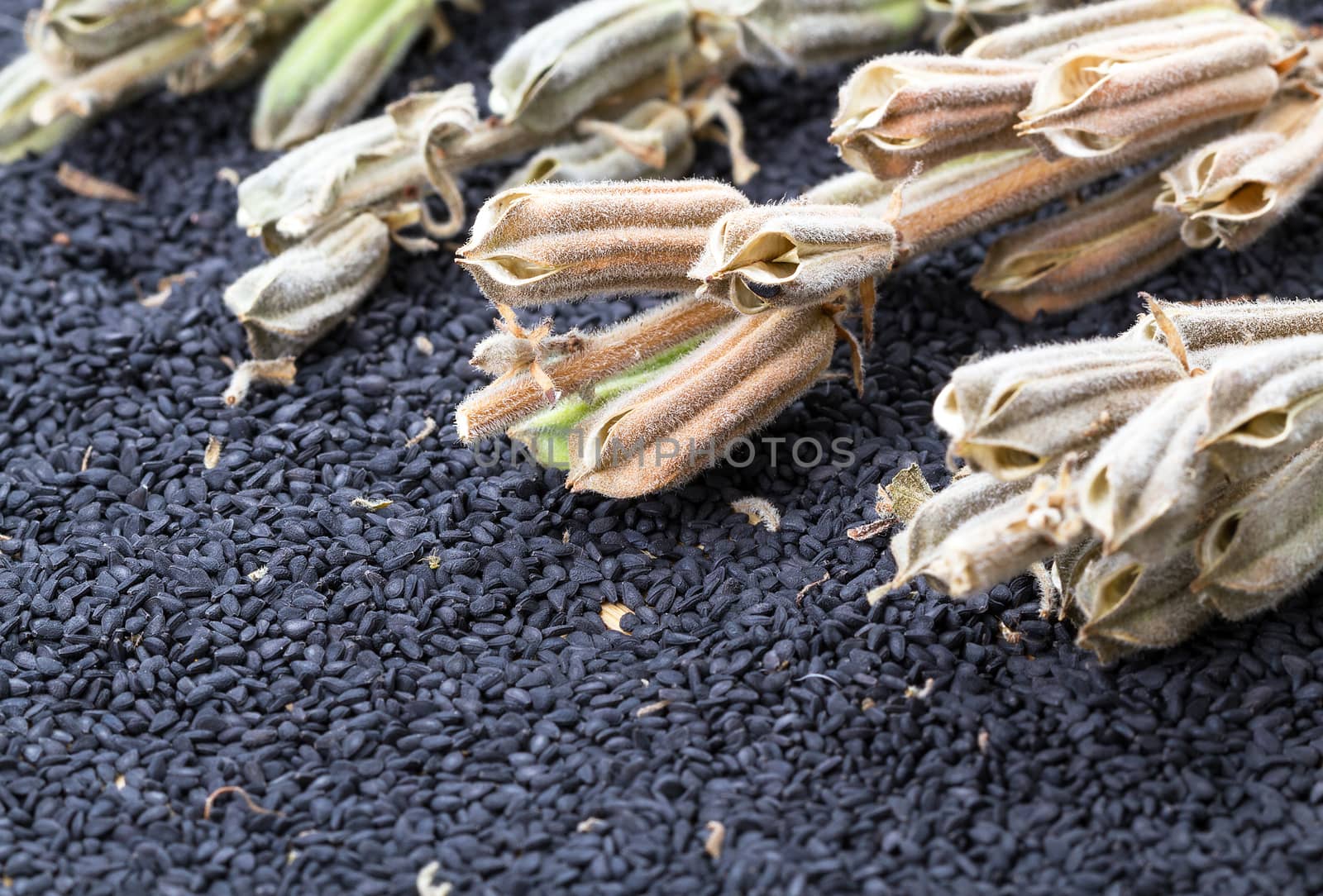 Sesame seed and plant - closed up