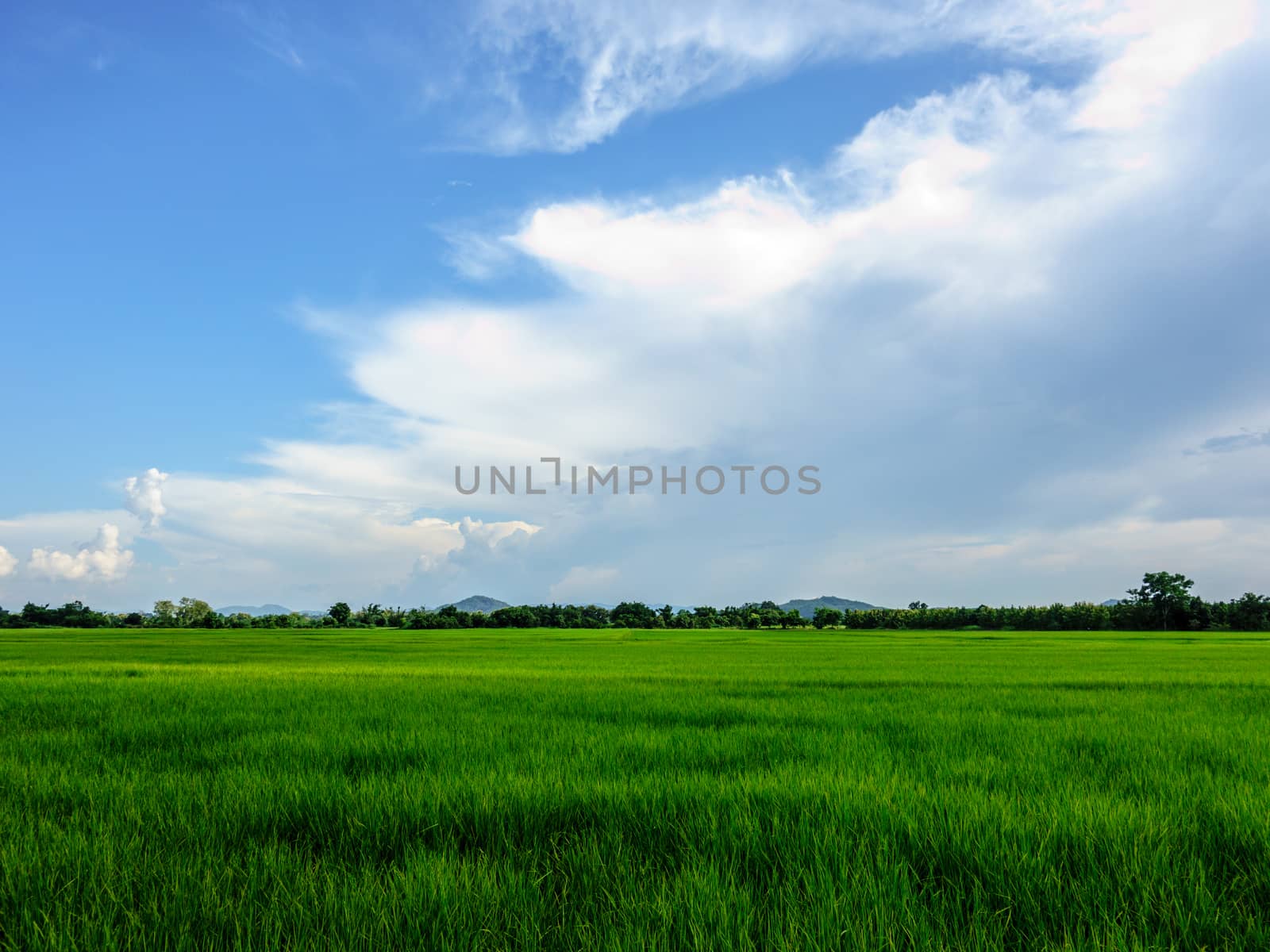 rice field landscape by nattapatt