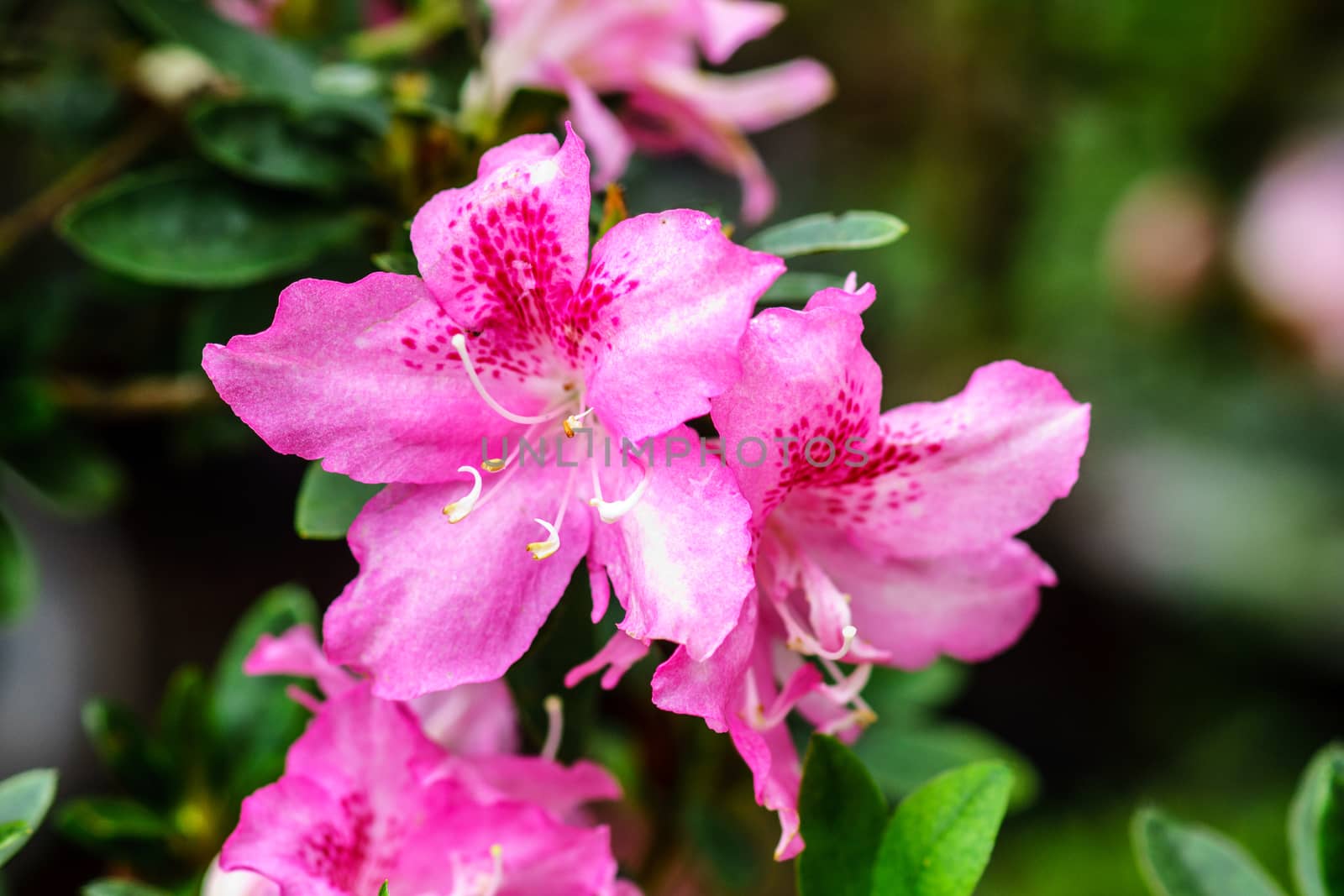 pink flower in tropical garden,shallow focus