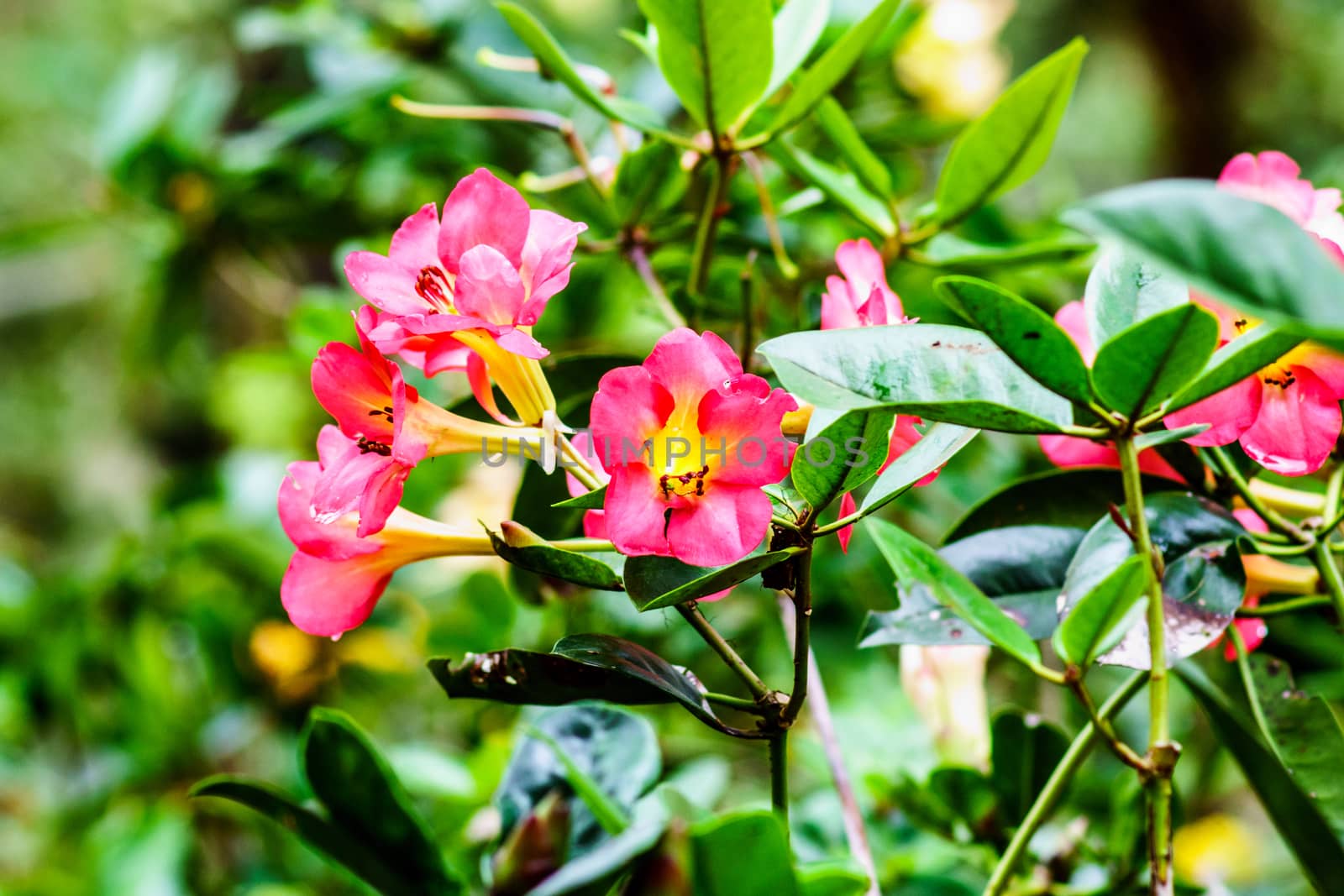 pink flower in tropical garden,shallow focus