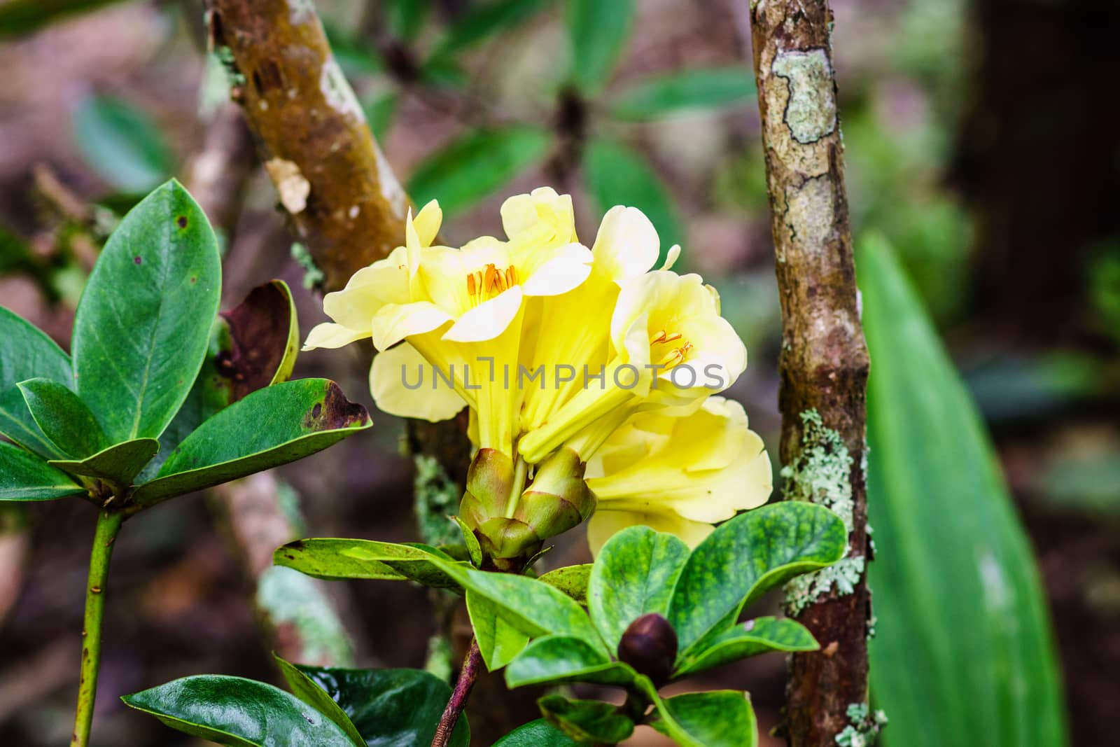 yellow flower in tropical forest,shallow focus