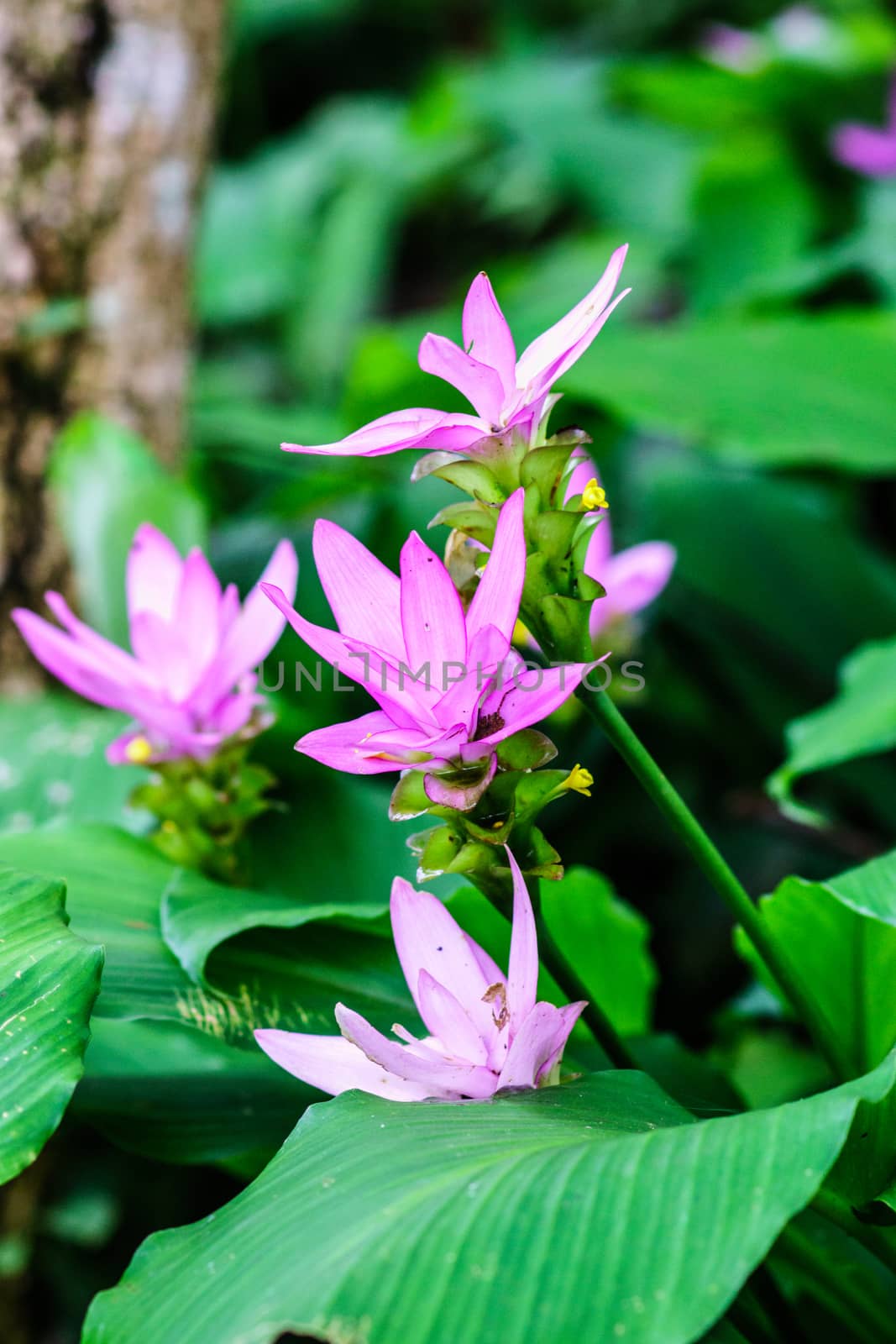 pink patumma flower in Thailand tropical forest,shallow focus