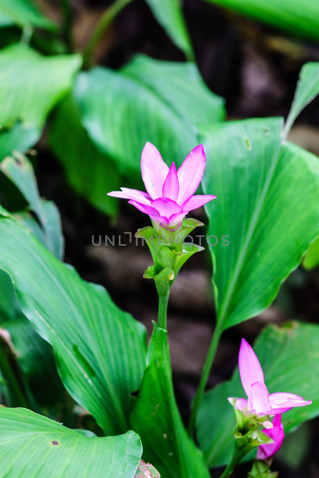 pink patumma flower in tropical forest,shallow focus