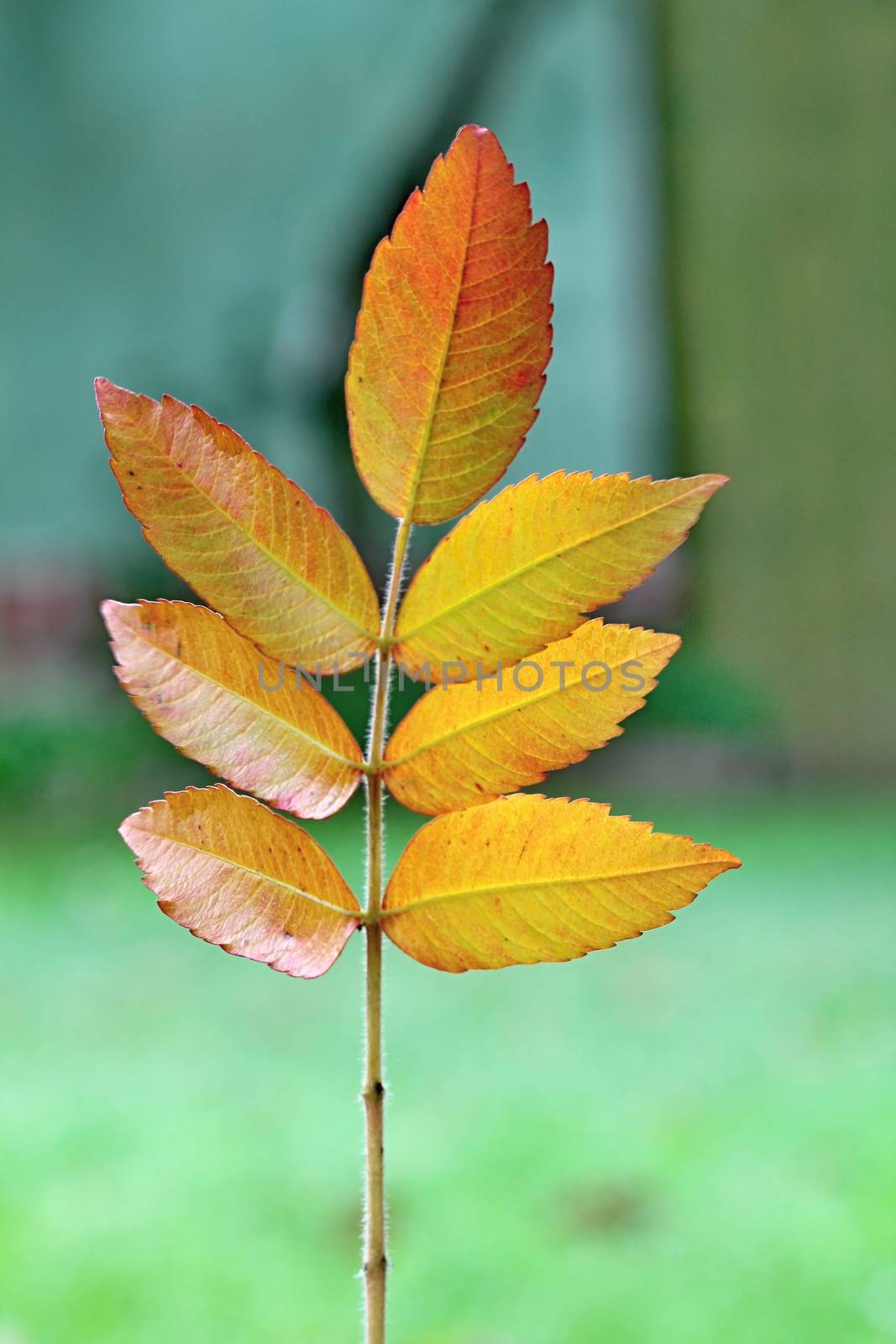 Photo of Autumn Colourful Leafs in the Wood made in the late Autumn time in the Czech republic, 2013