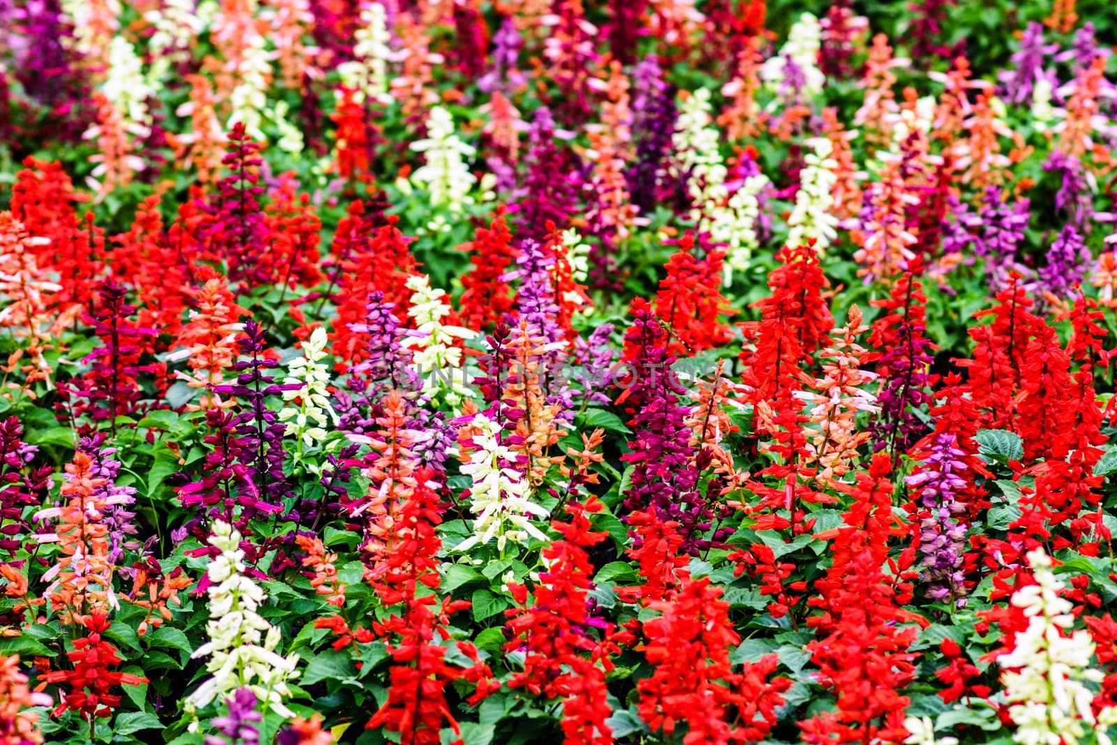 colorful flower in tropical garden