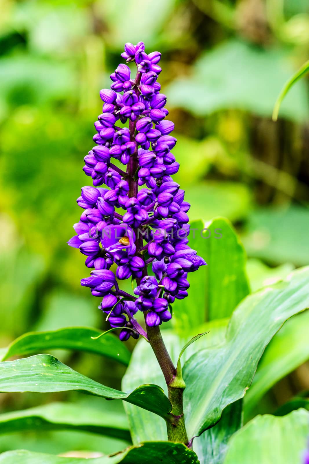 beautiful purple flower in tropical garden