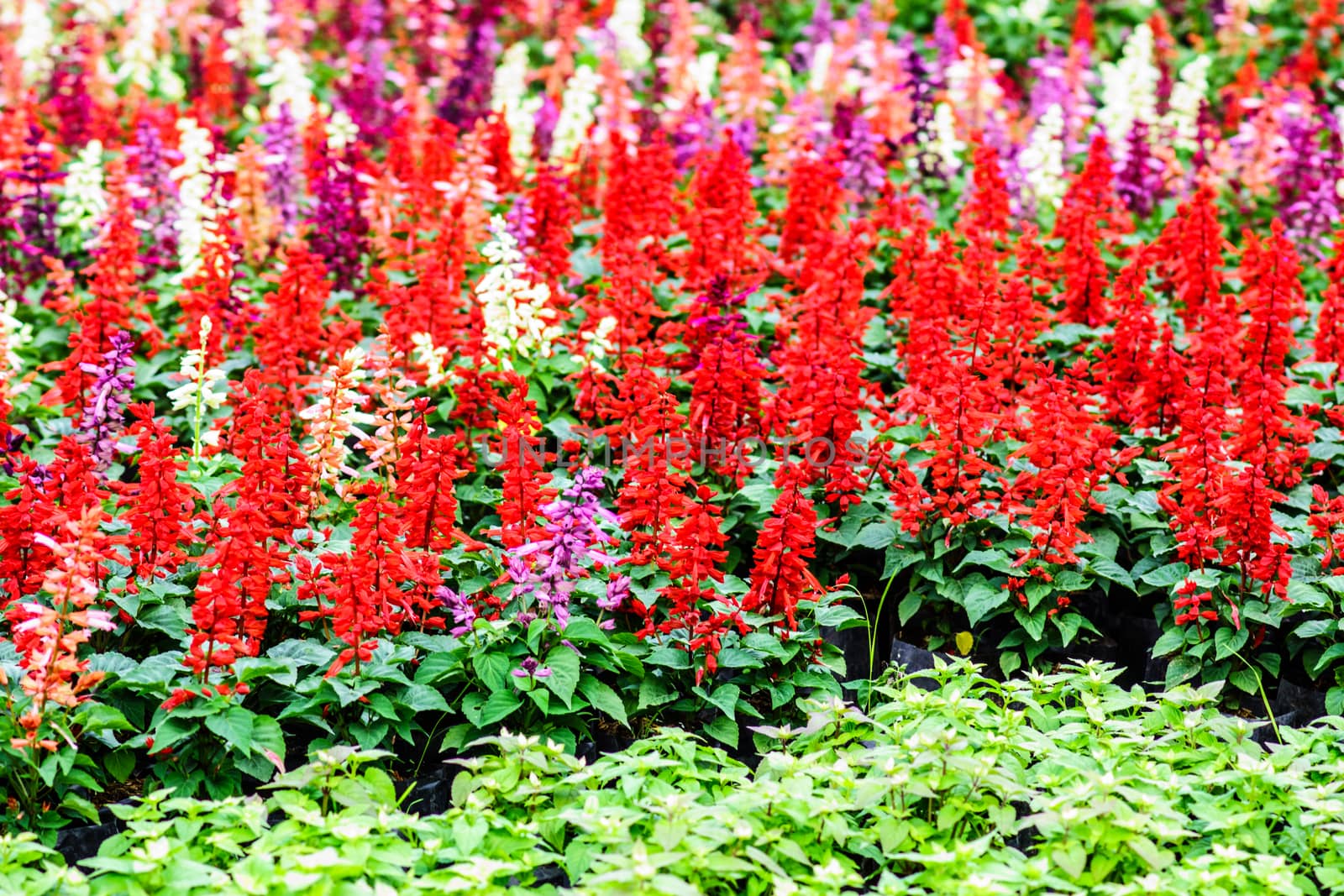 colorful flower in tropical garden