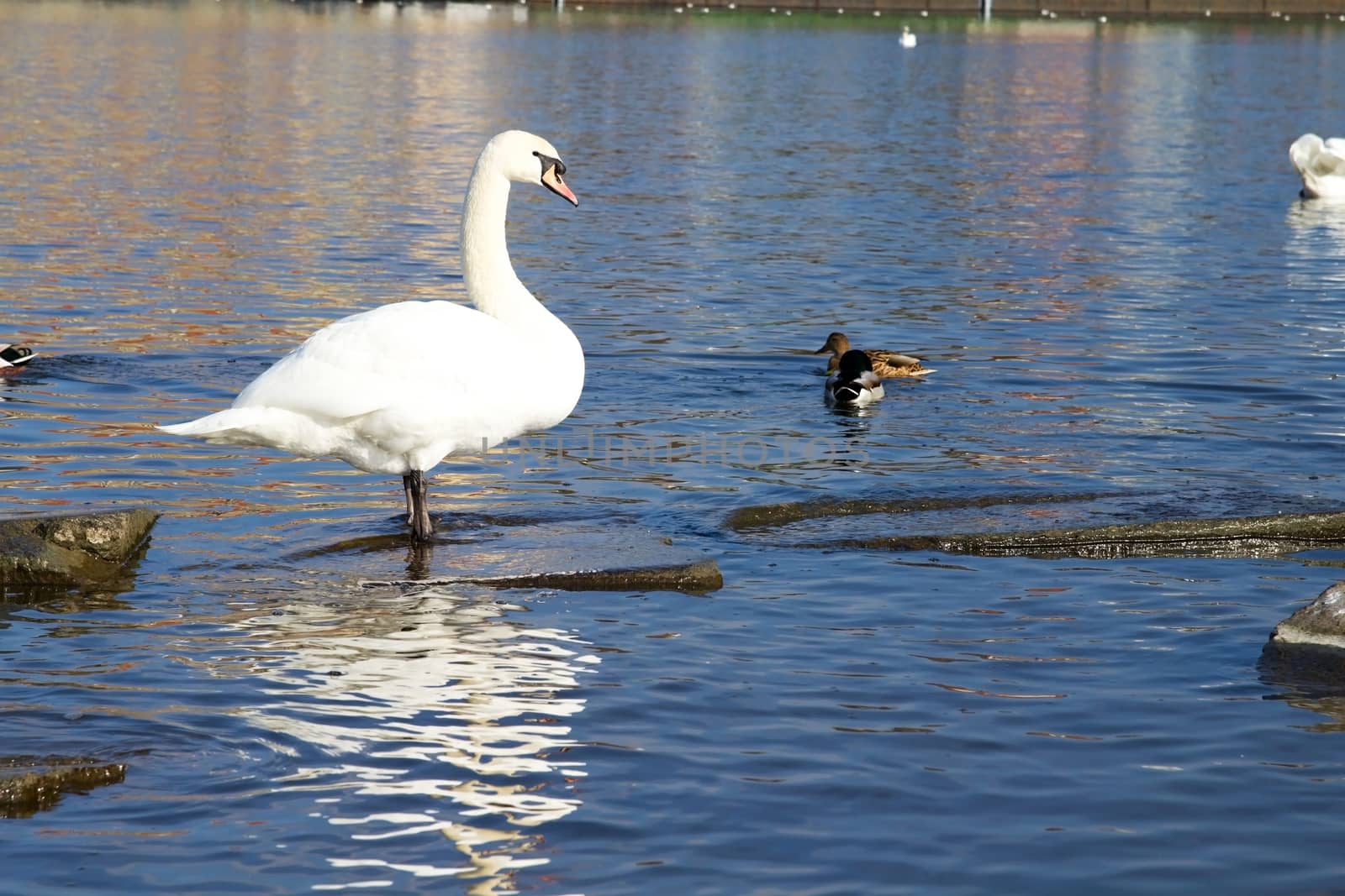 Photo shows white swans on the Vltava river during a sunset.