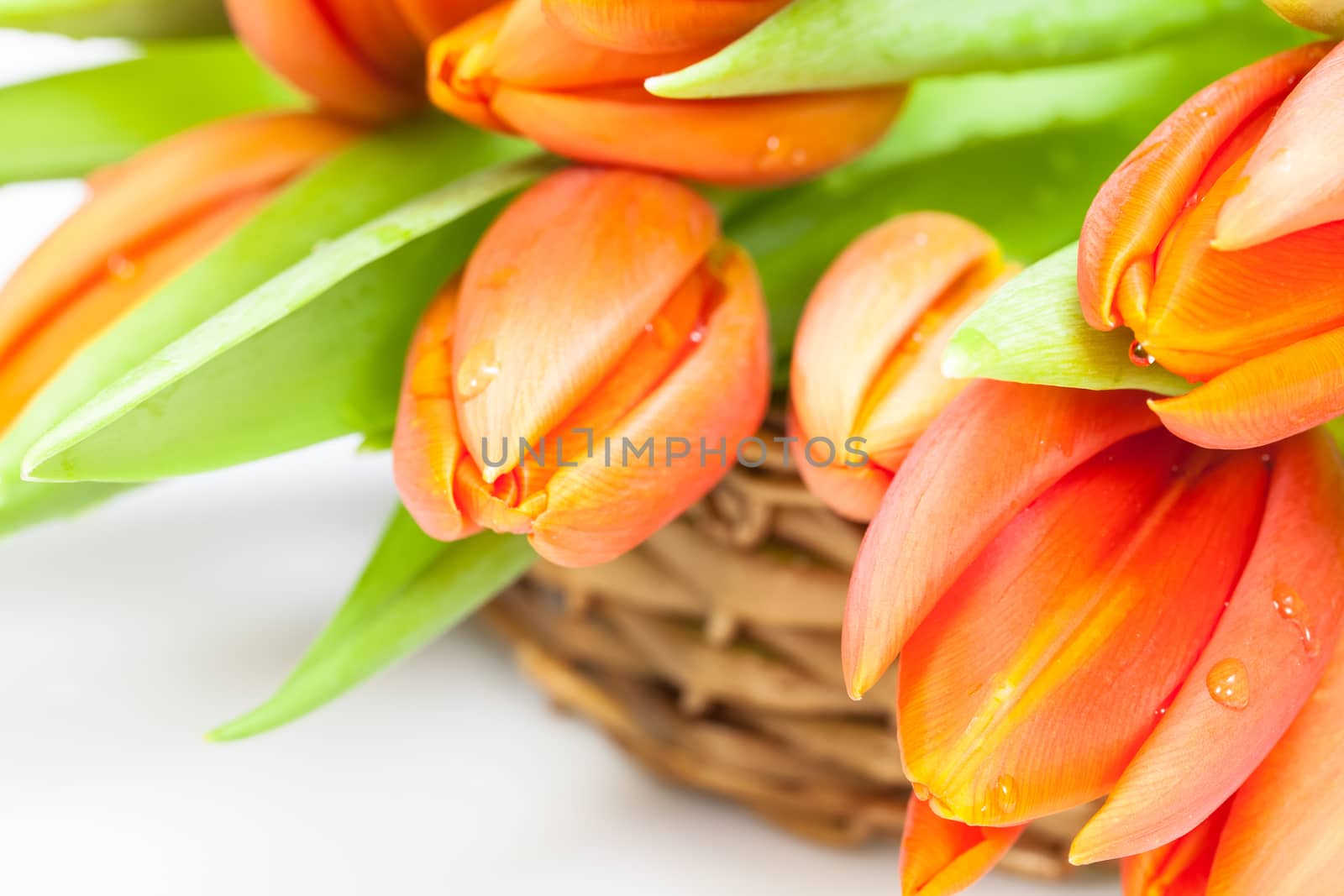 Orange tulips in basket over white backgroud.