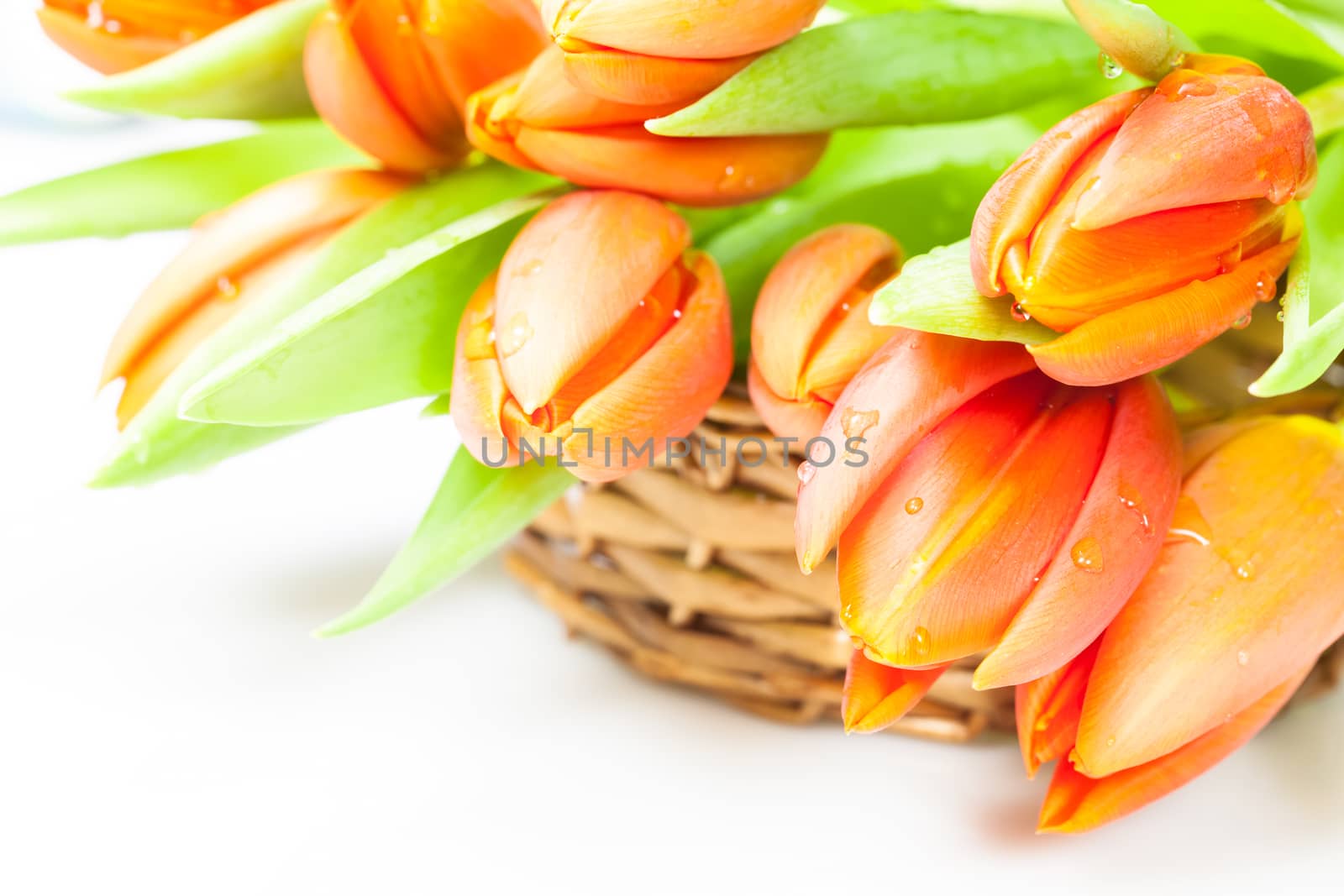 Orange tulips in basket over white background