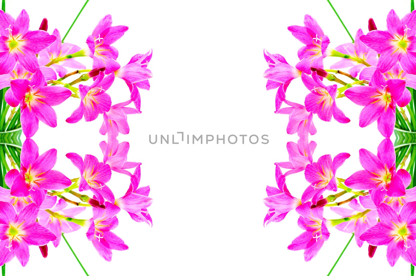 Blossom of pink Zephyranthes Lily, Rain Lily, Fairy Lily, Little Witches, isolated on a white background