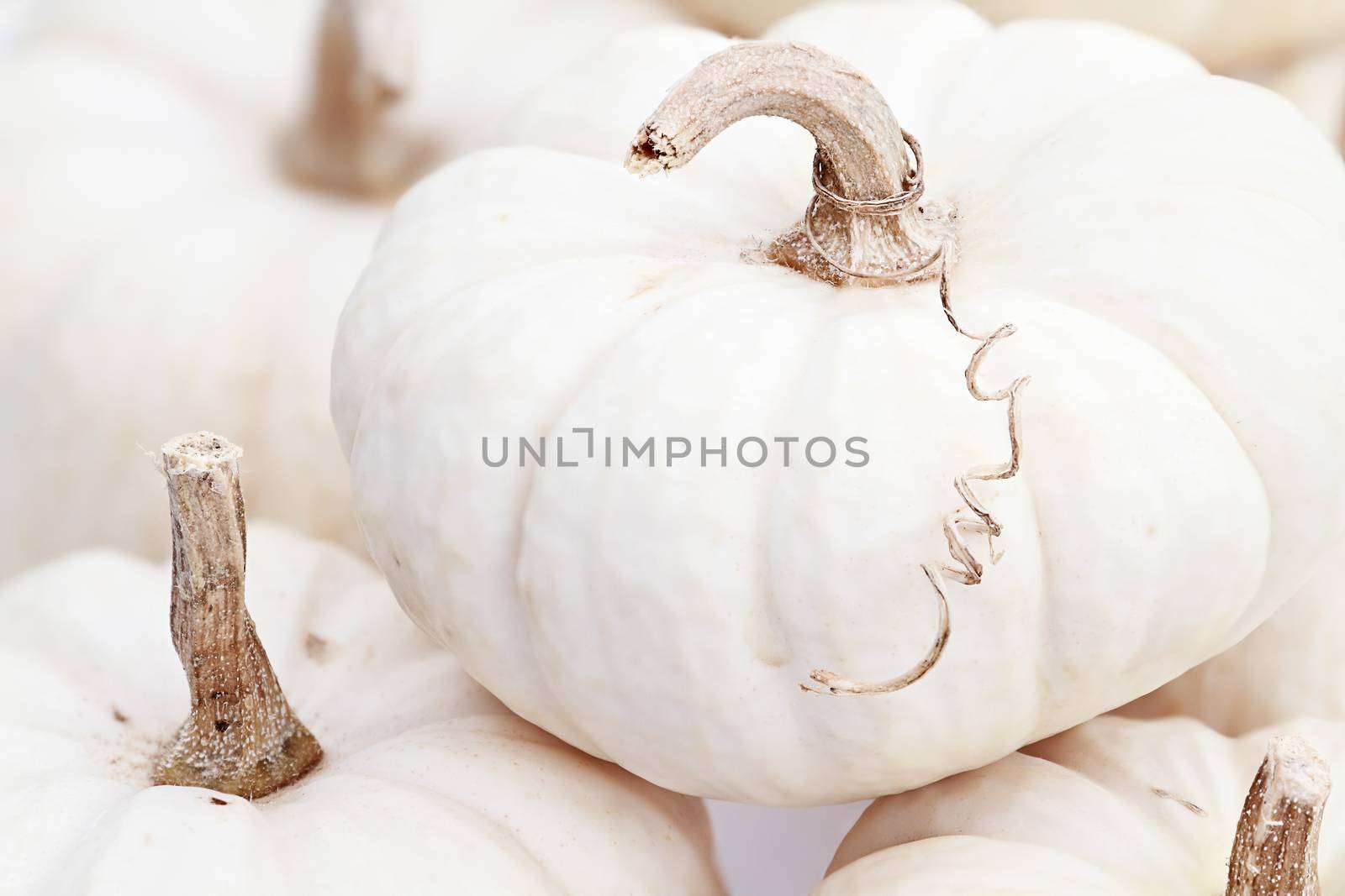 White Pumpkin Macro by StephanieFrey