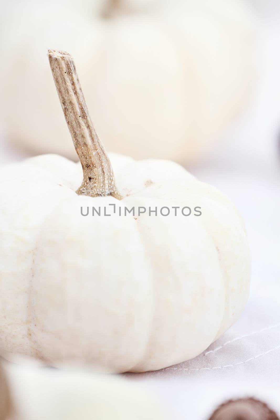 White Pumpkin by StephanieFrey