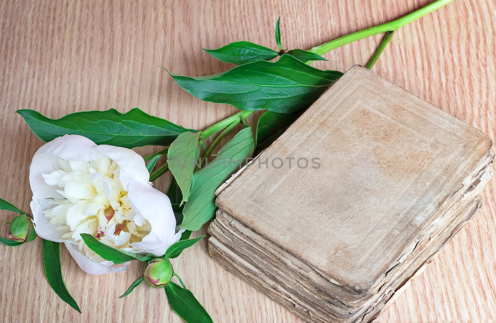 On a surface of a table there are a beautiful white flower of a peony and the ancient book.