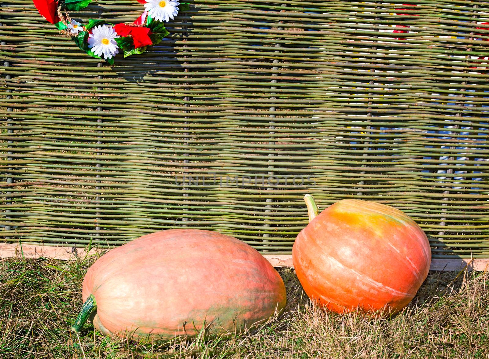 At the wattled rural fence decorated with a wreath, two big ripe pumpkins lie.