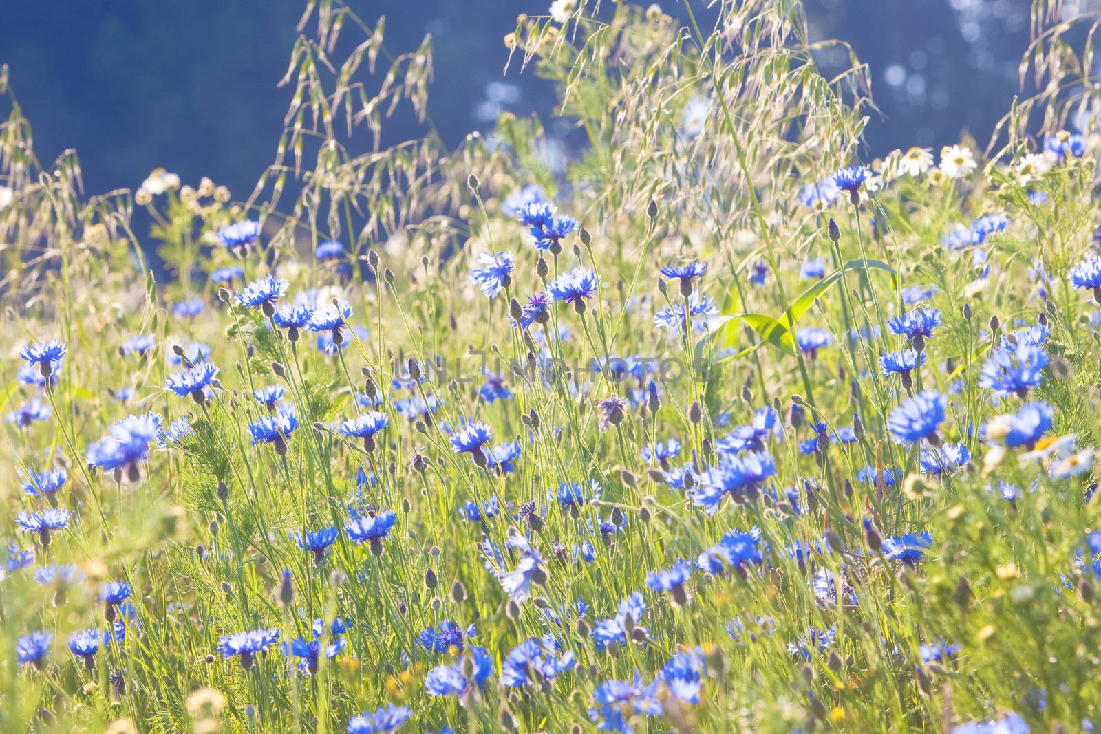 Cornflowers on the Meadow by courtyardpix