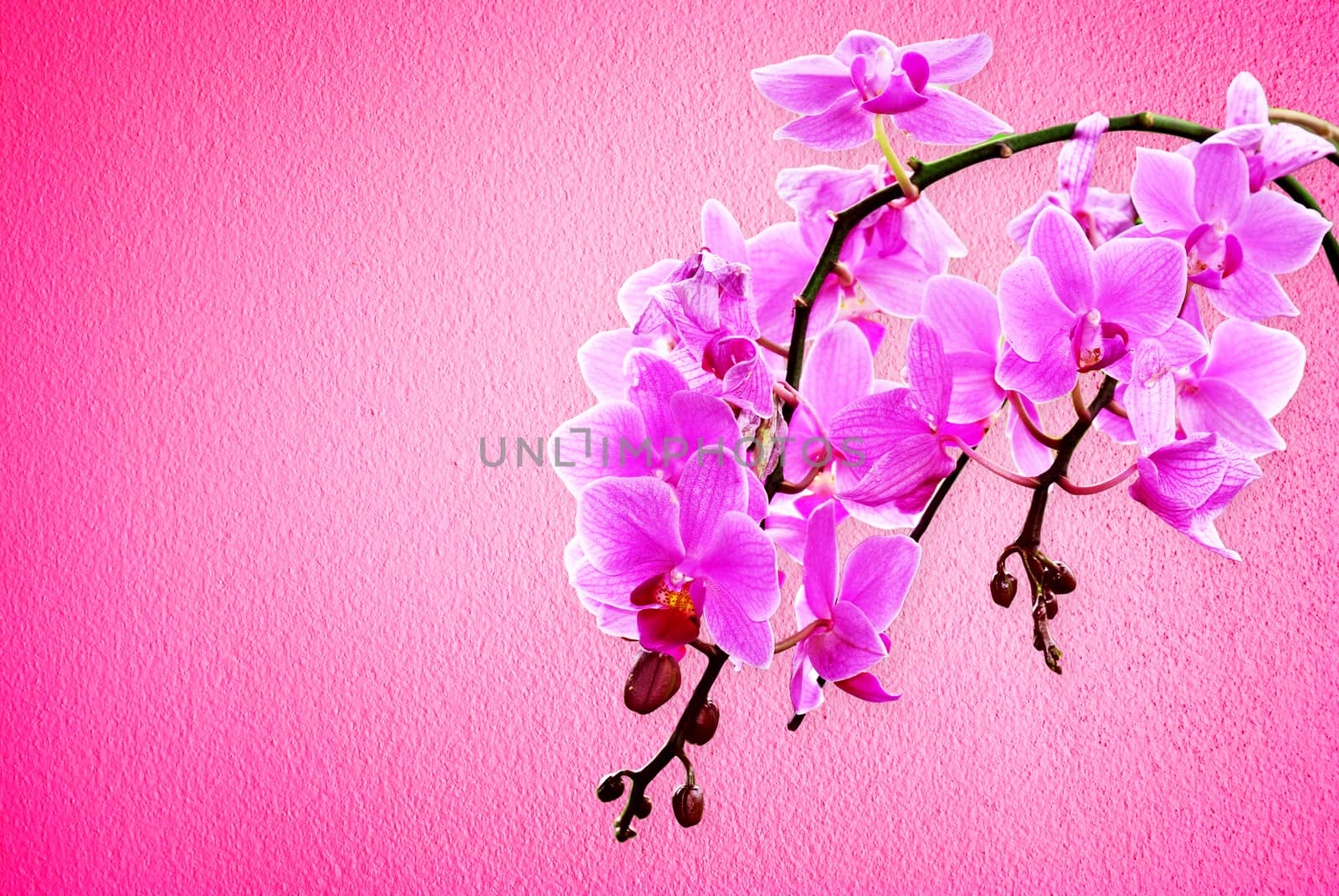 Pink orchid flowers on a pastel background