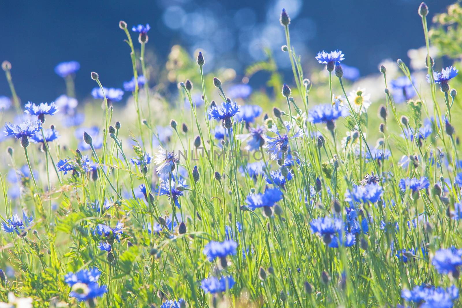 Cornflowers on the Meadow by courtyardpix