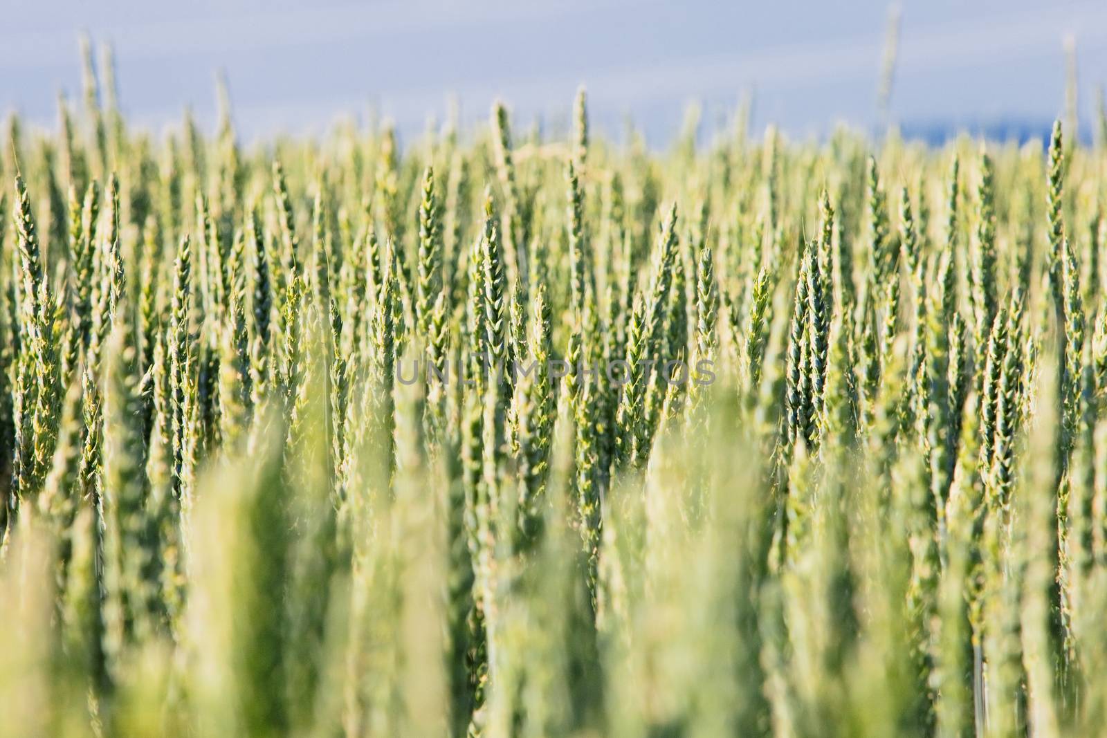 Field Of Wheat by courtyardpix