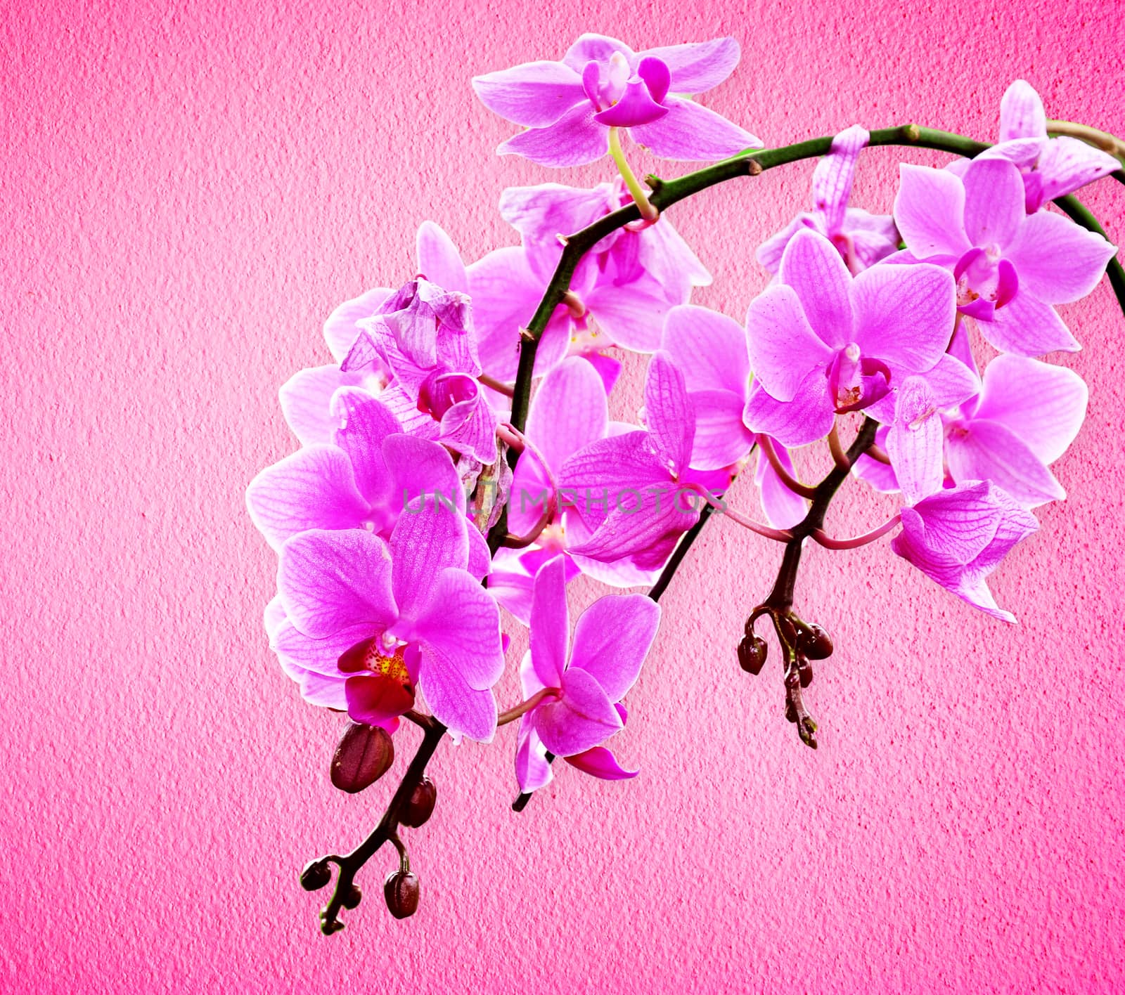 Pink orchid flowers on a pastel background