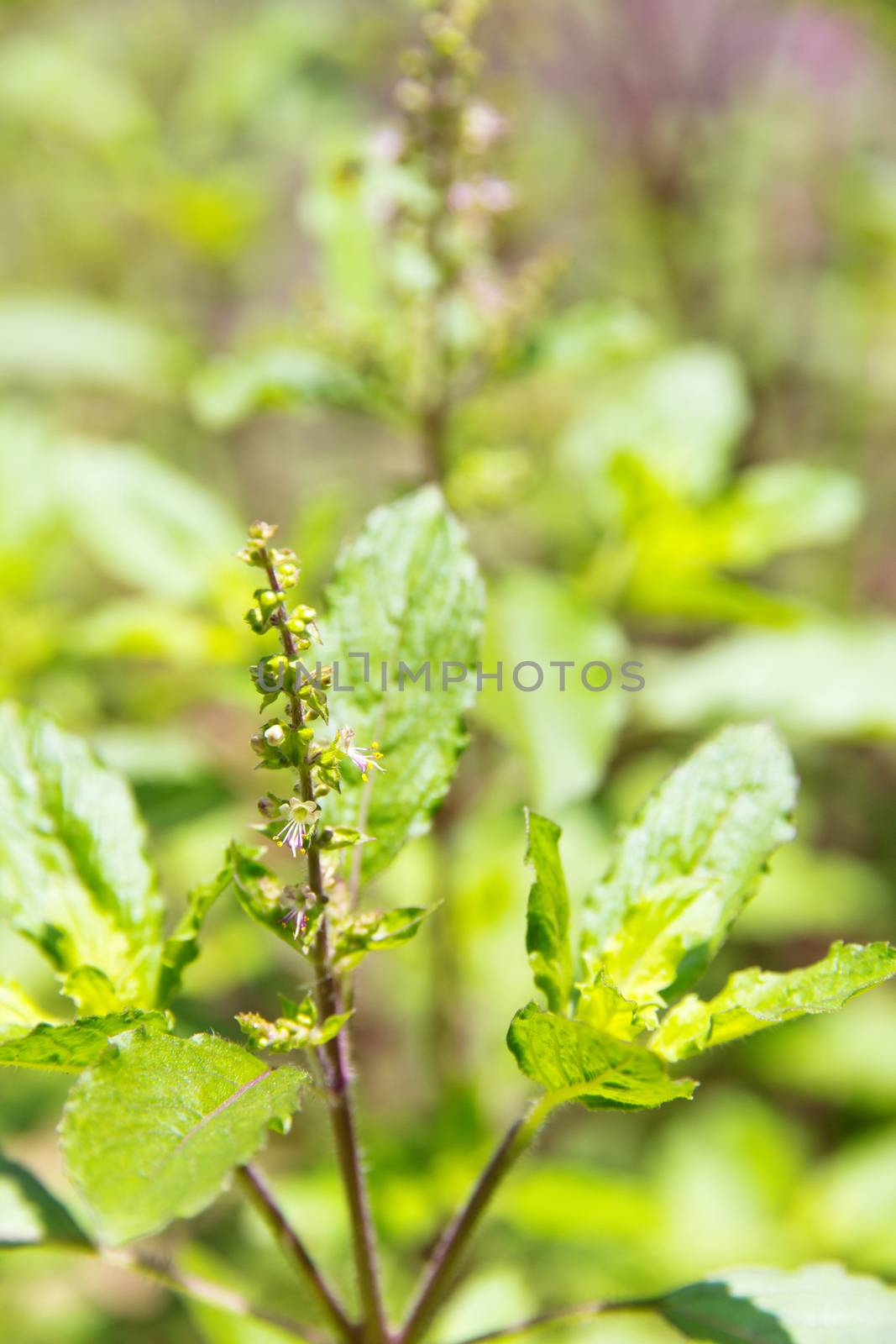 basil flower plant