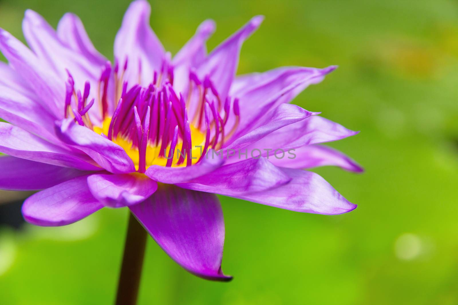 Pink lotus flower on water
