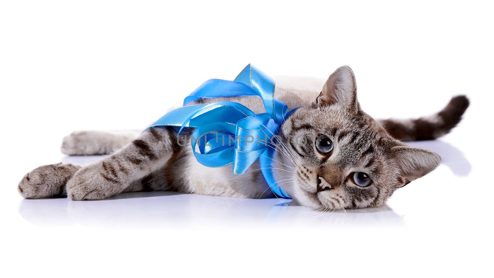 Striped blue-eyed cat with a tapes. Cat with a bow. Portrait of a striped blue-eyed cat. Striped cat. Striped not purebred kitten. Small predator. Small cat.