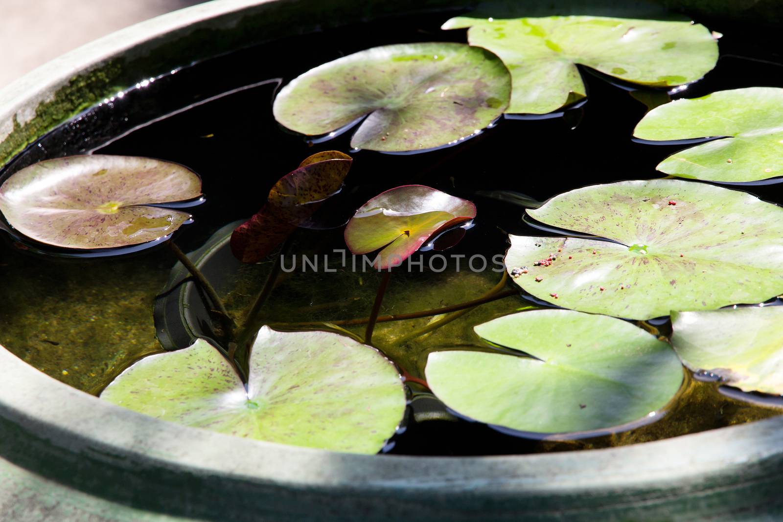 lotus in the pond background