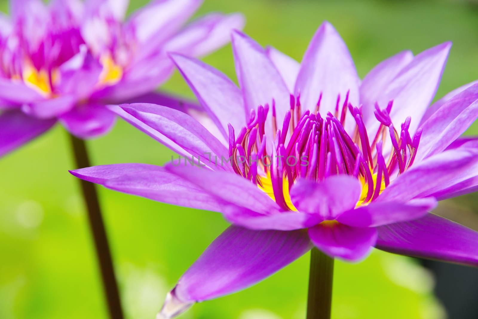 Pink Lotus Flower close-up