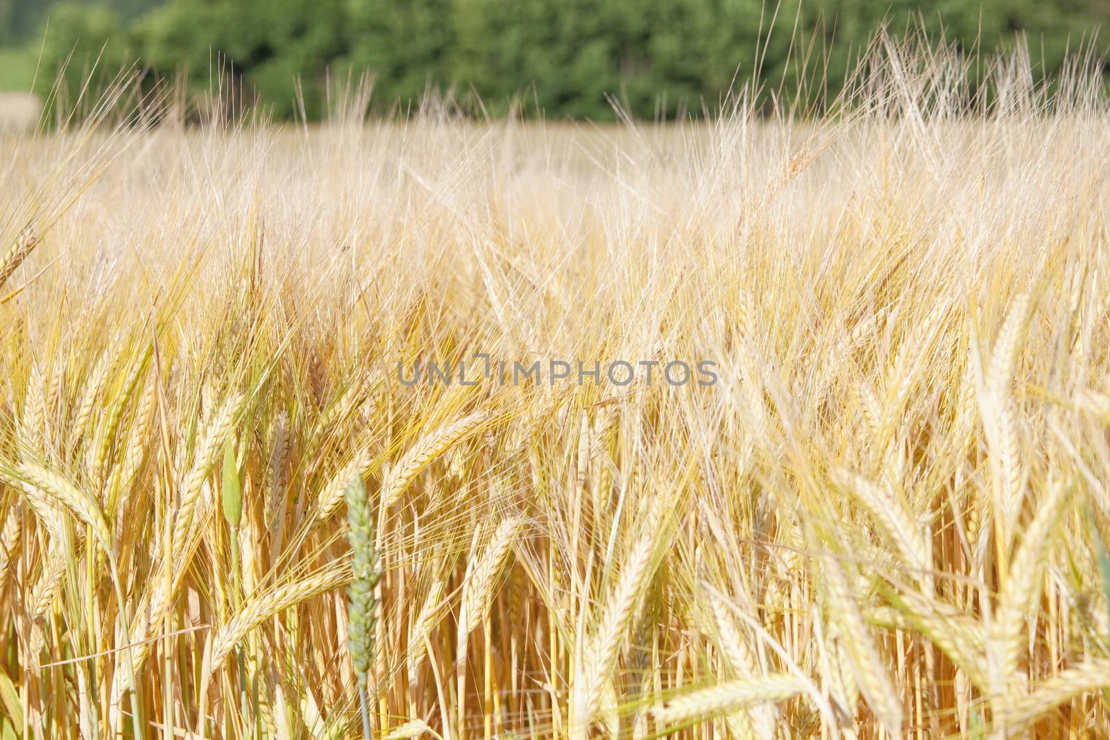 Agriculture - Field Of Rye