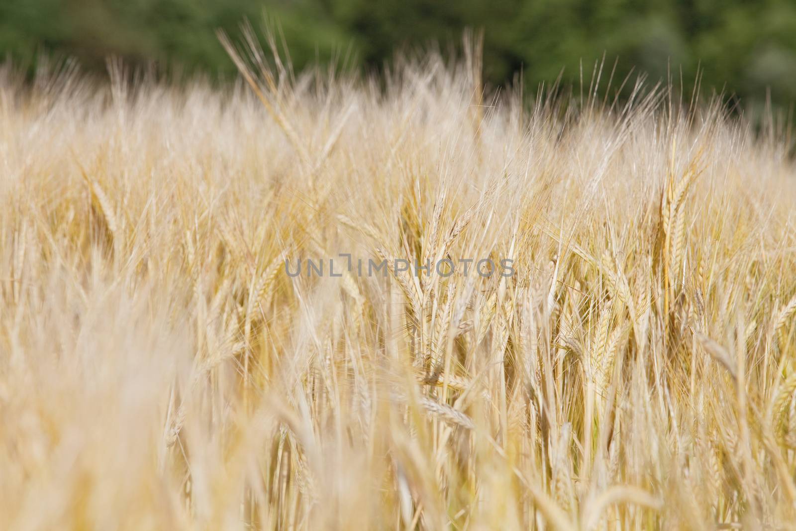 Agriculture - Field Of Rye