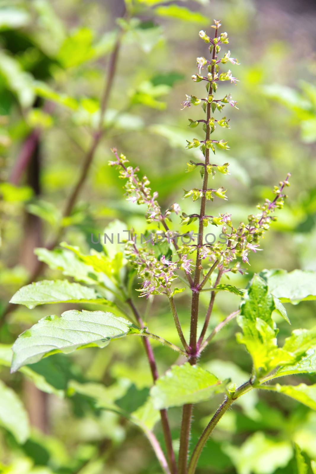 Fresh basil flower plant close up