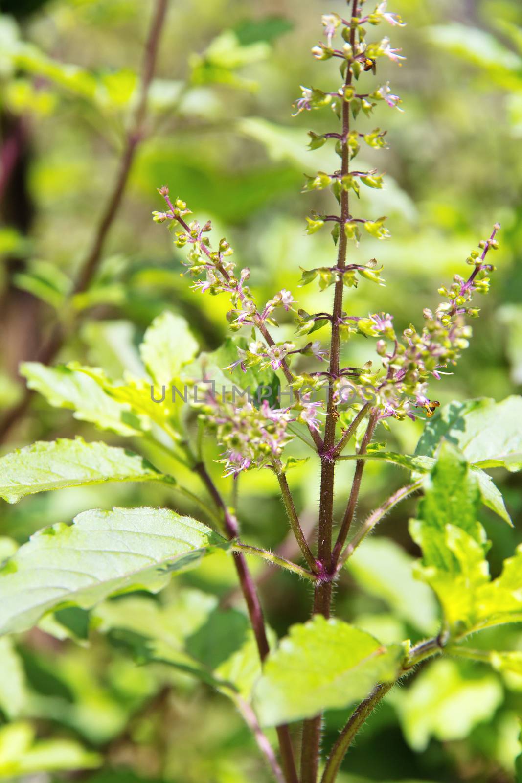 Fresh basil flower plant close up