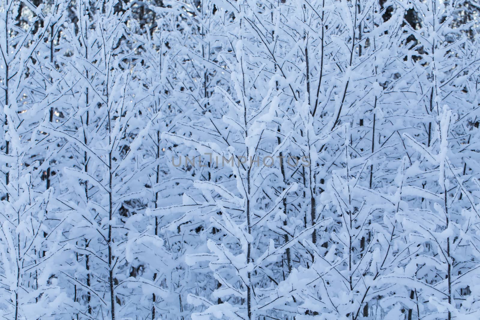 Winter trees background. Winter landscape with trees