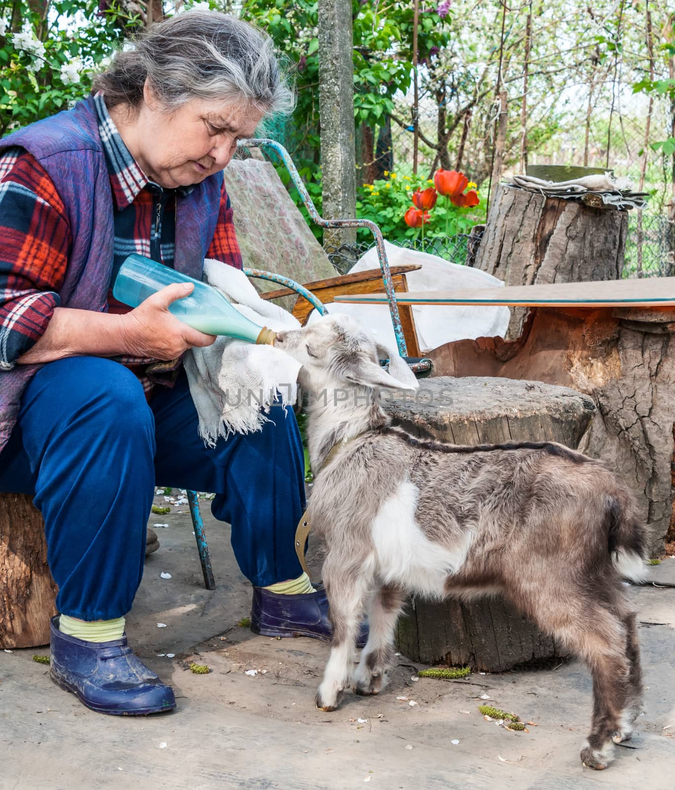 Farmer feeding a baby goat with a milk bottle  by zeffss