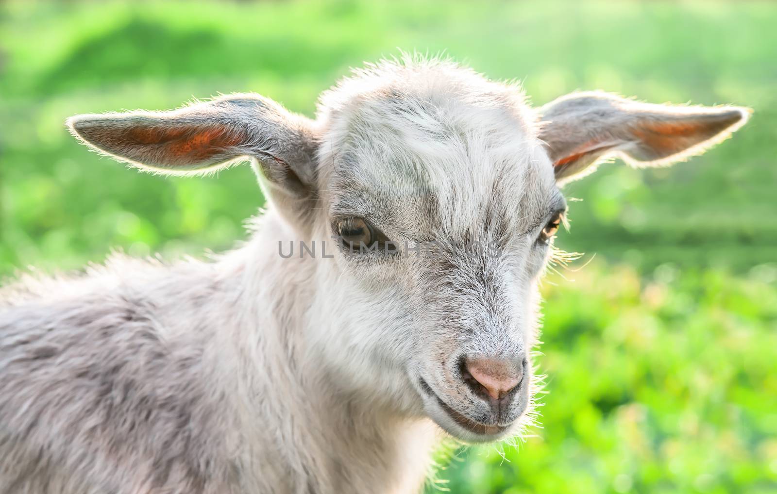 Portrait of a goat on a green meadow. by zeffss