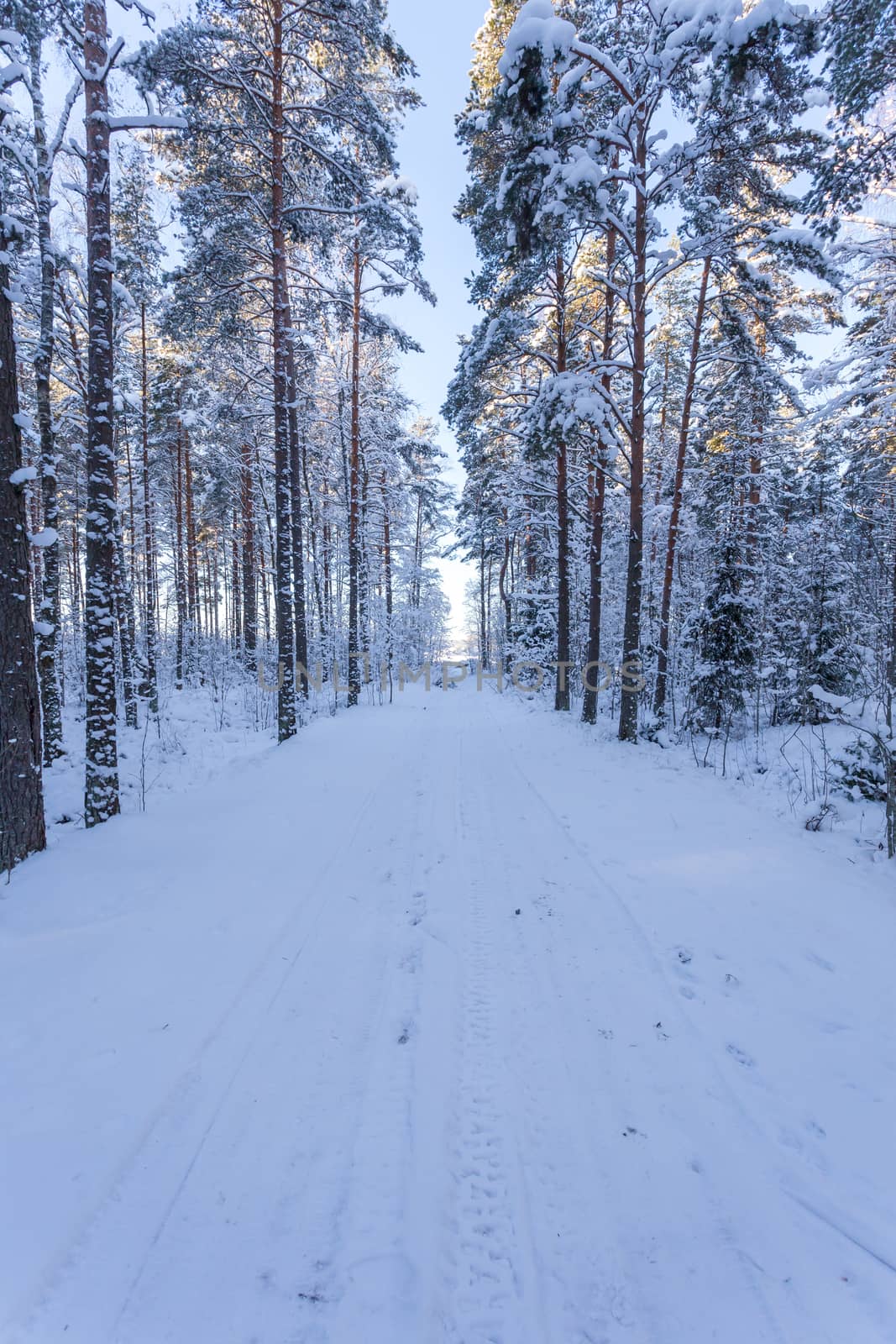 Winter forest with road covered with snow - during sunset