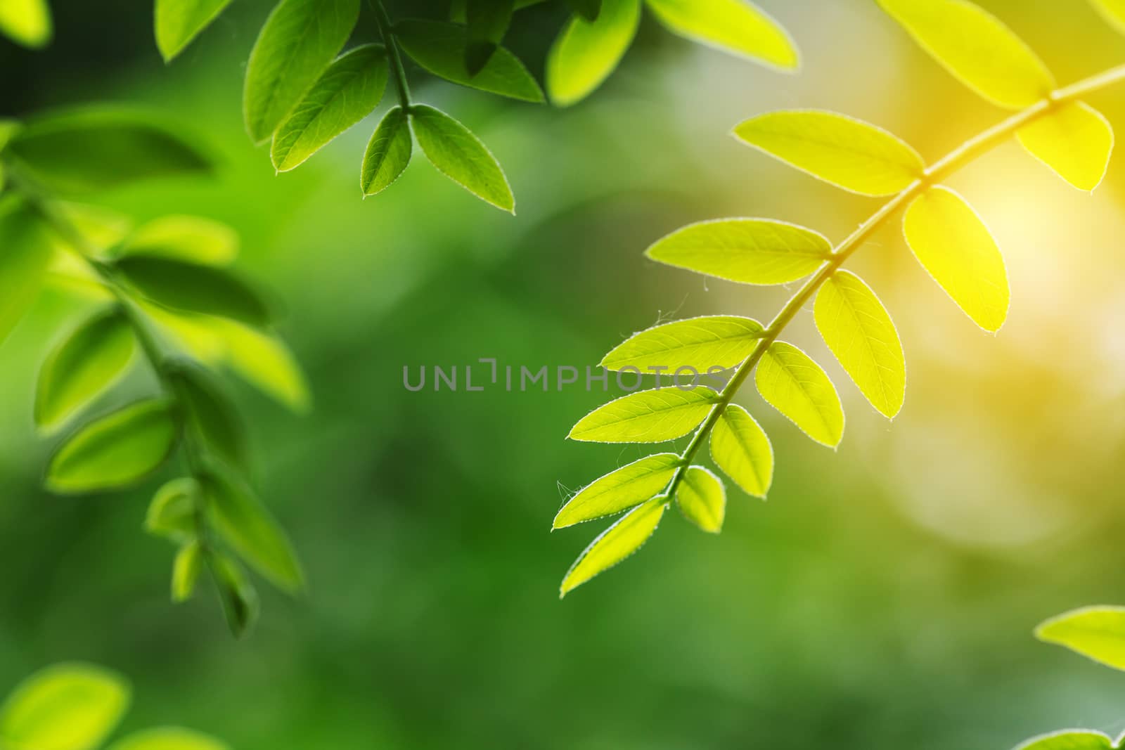 green leaf in spring