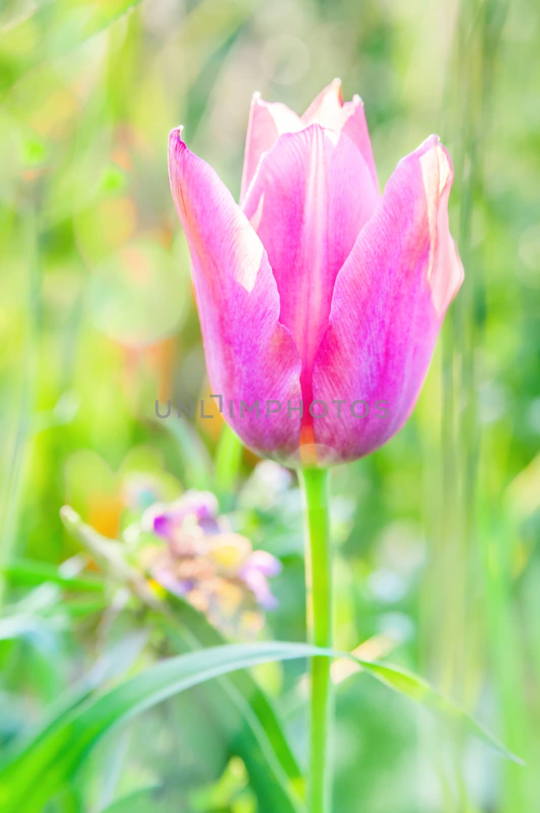 Little pink tulip.  by zeffss