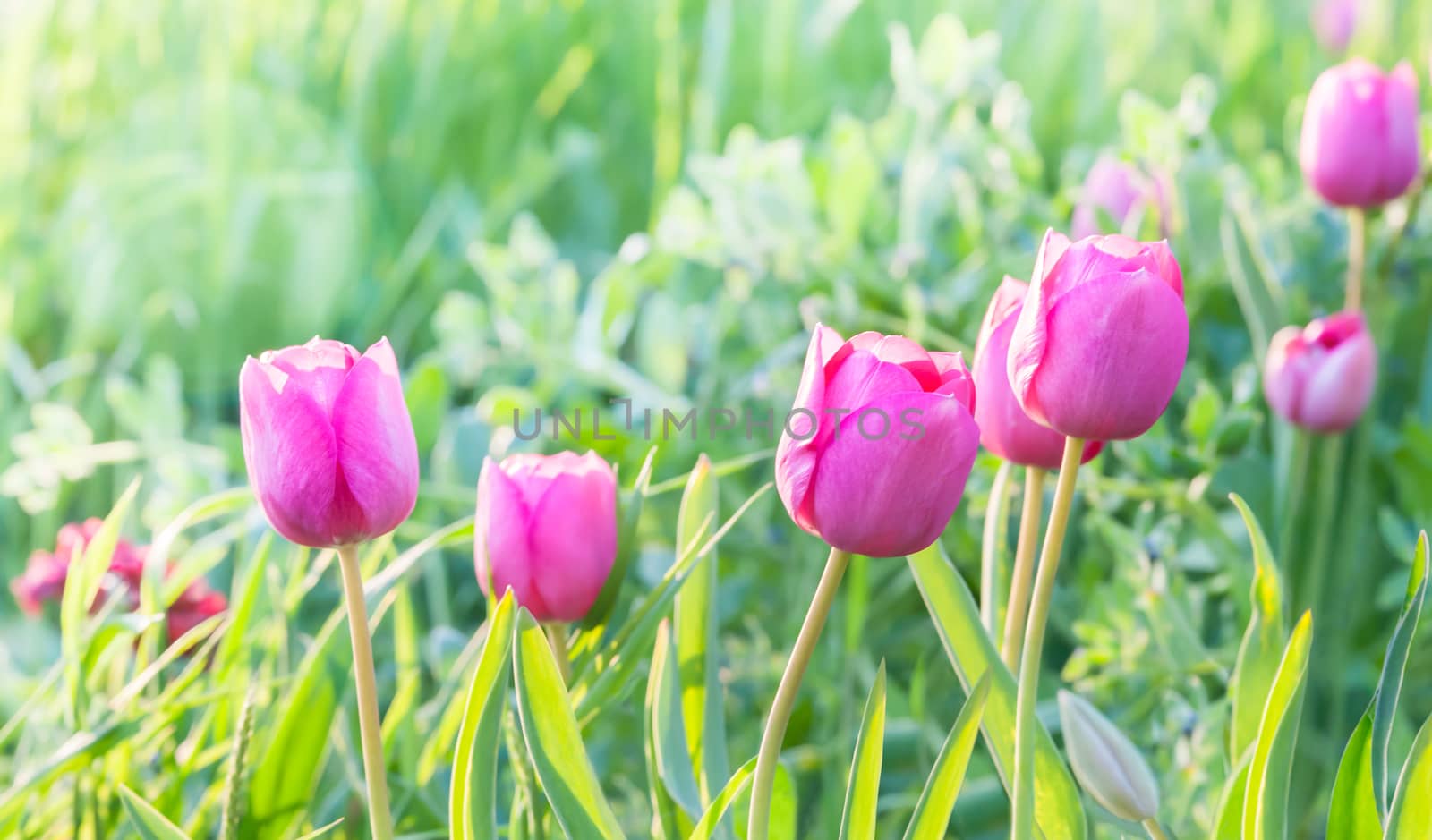 Little pink tulips. by zeffss