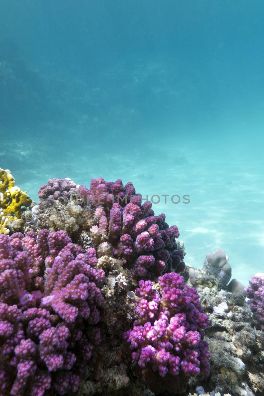 coral reef with pink pocillopora coral at the bottom of tropical sea on blue water background by mychadre77