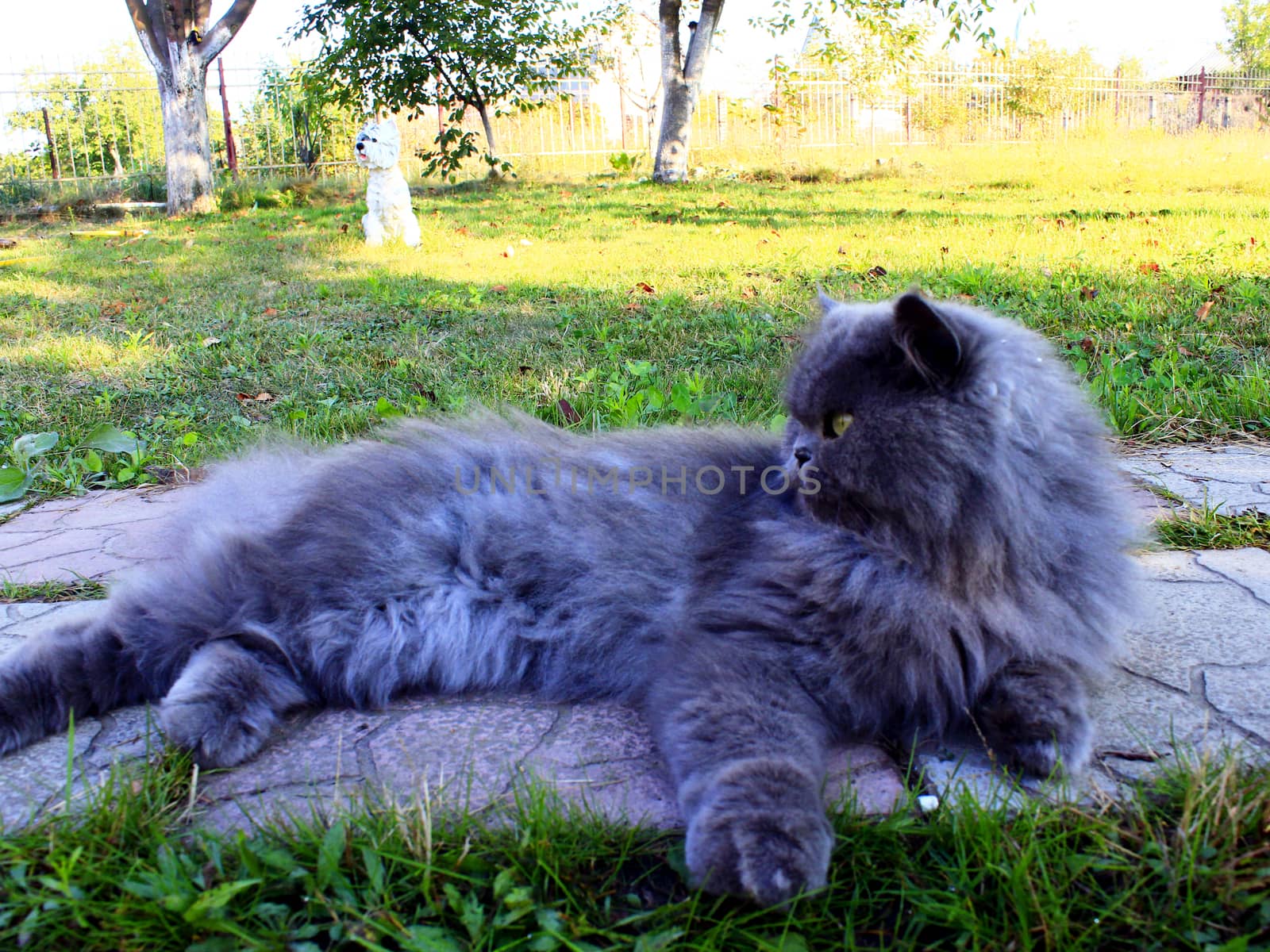 big nice Persian cat laying on the path