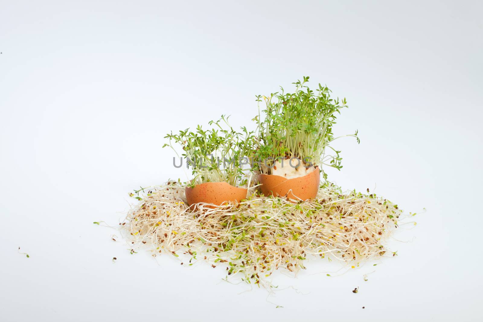 Fresh Alfalfa Sprouts and Spring Easter Egg